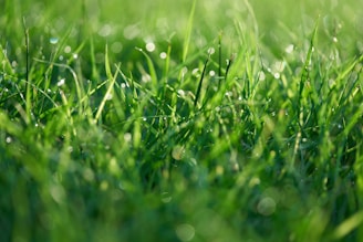 A close up of a green grass field