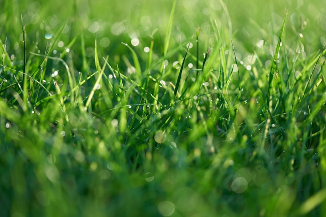 A close up of a green grass field