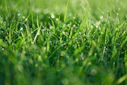 A close up of a green grass field