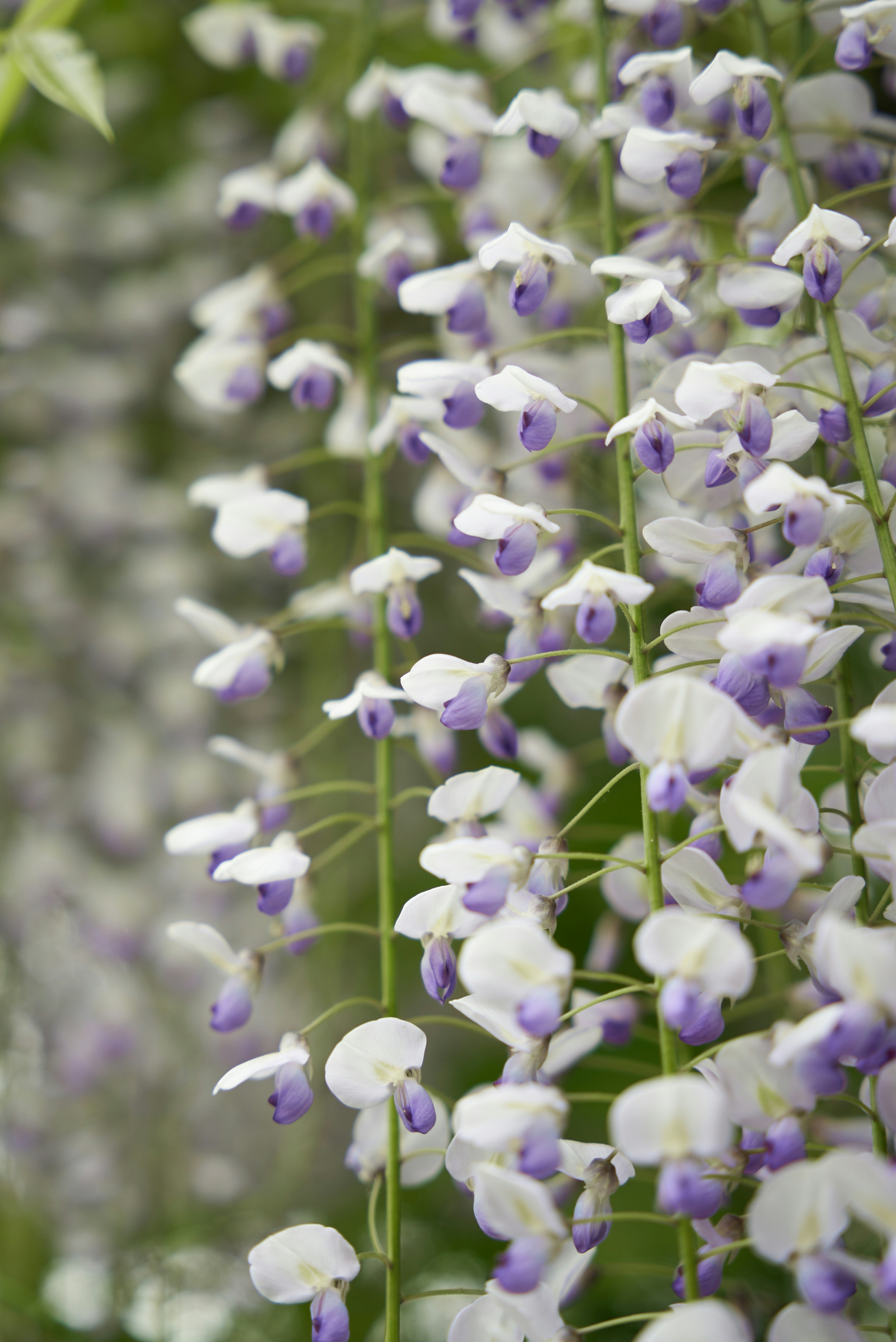 Photo by norajanelong