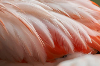 A close up of a pink and white bird