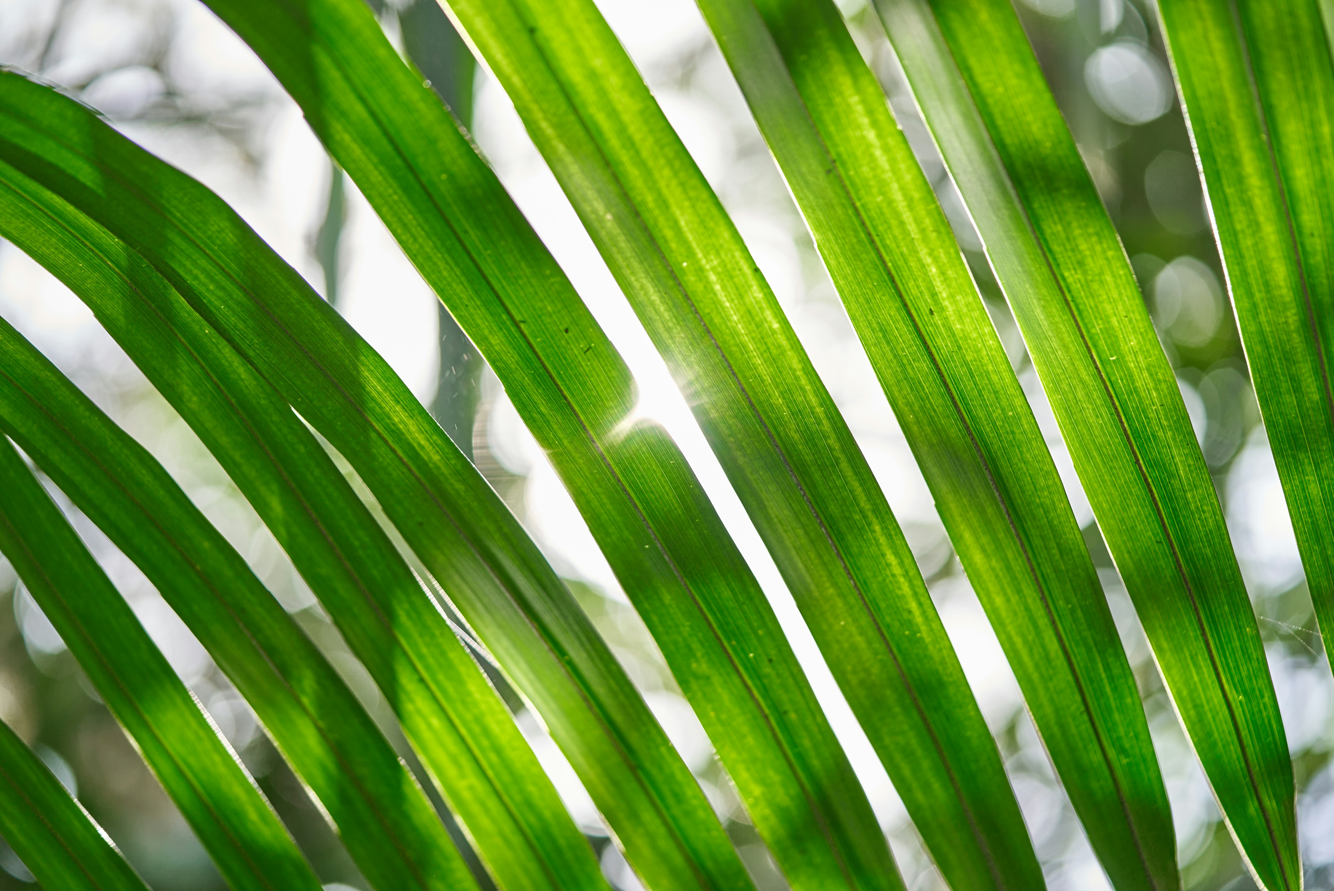 Photo by norajanelong