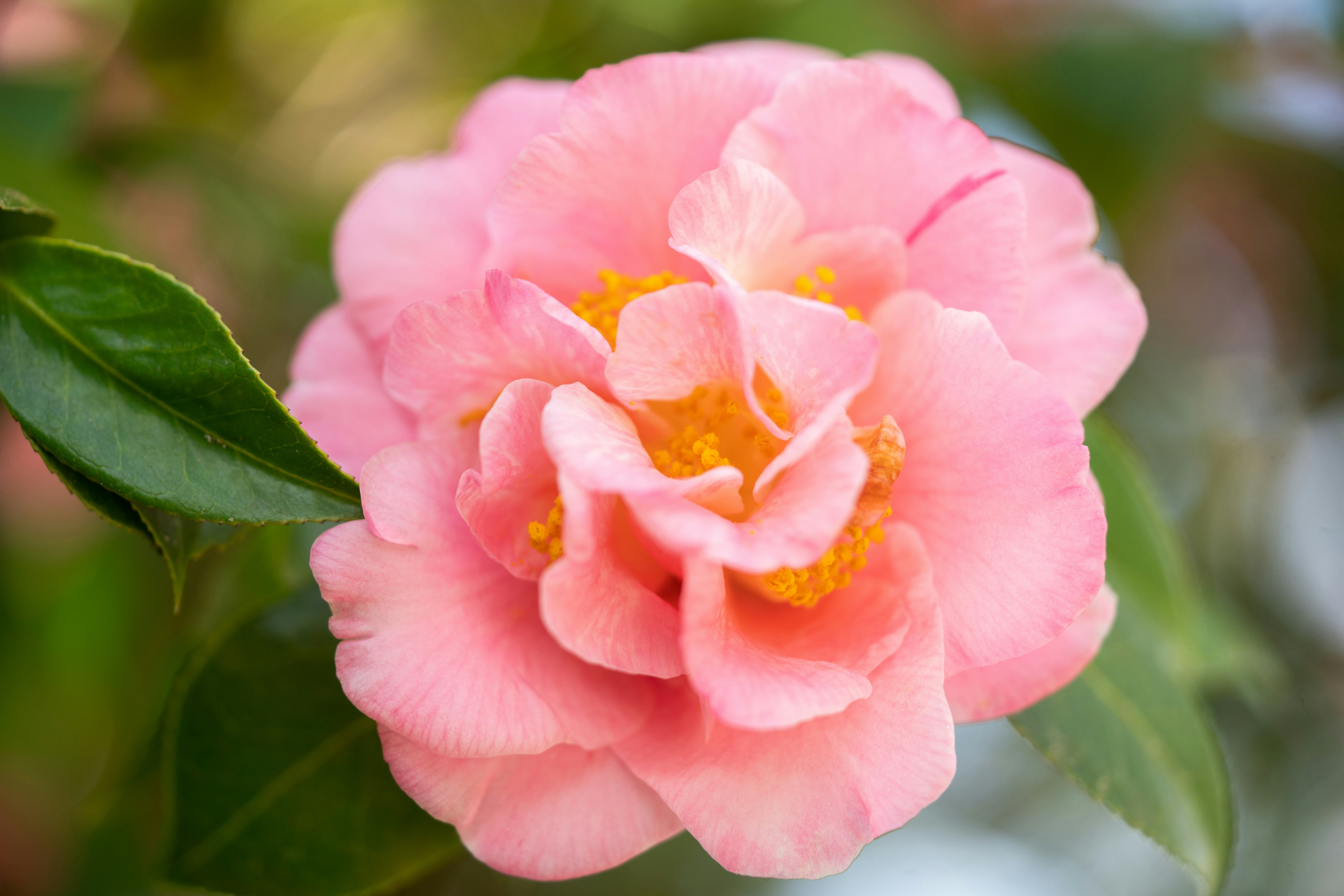 Photo by norajanelong