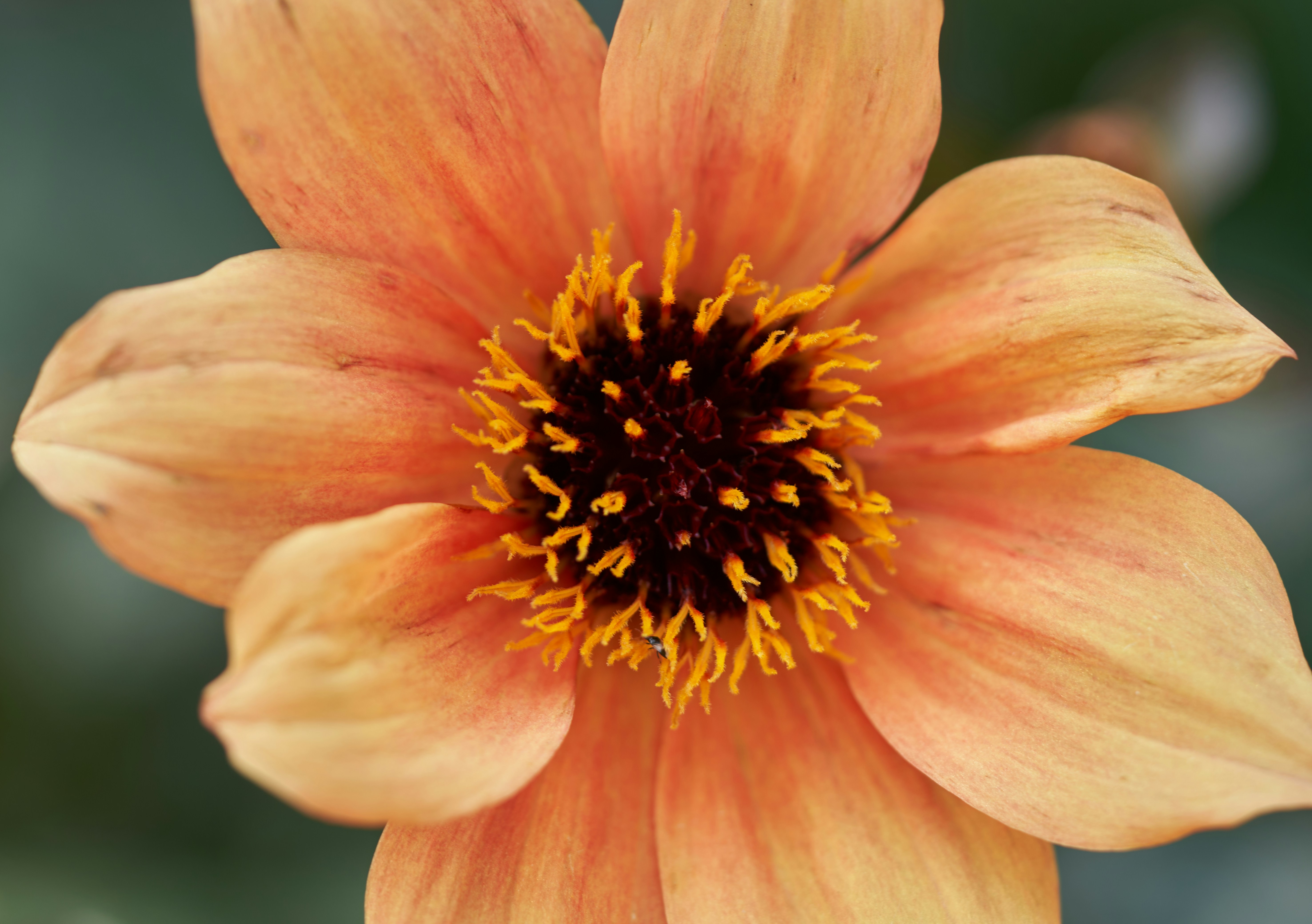 Photo by norajanelong