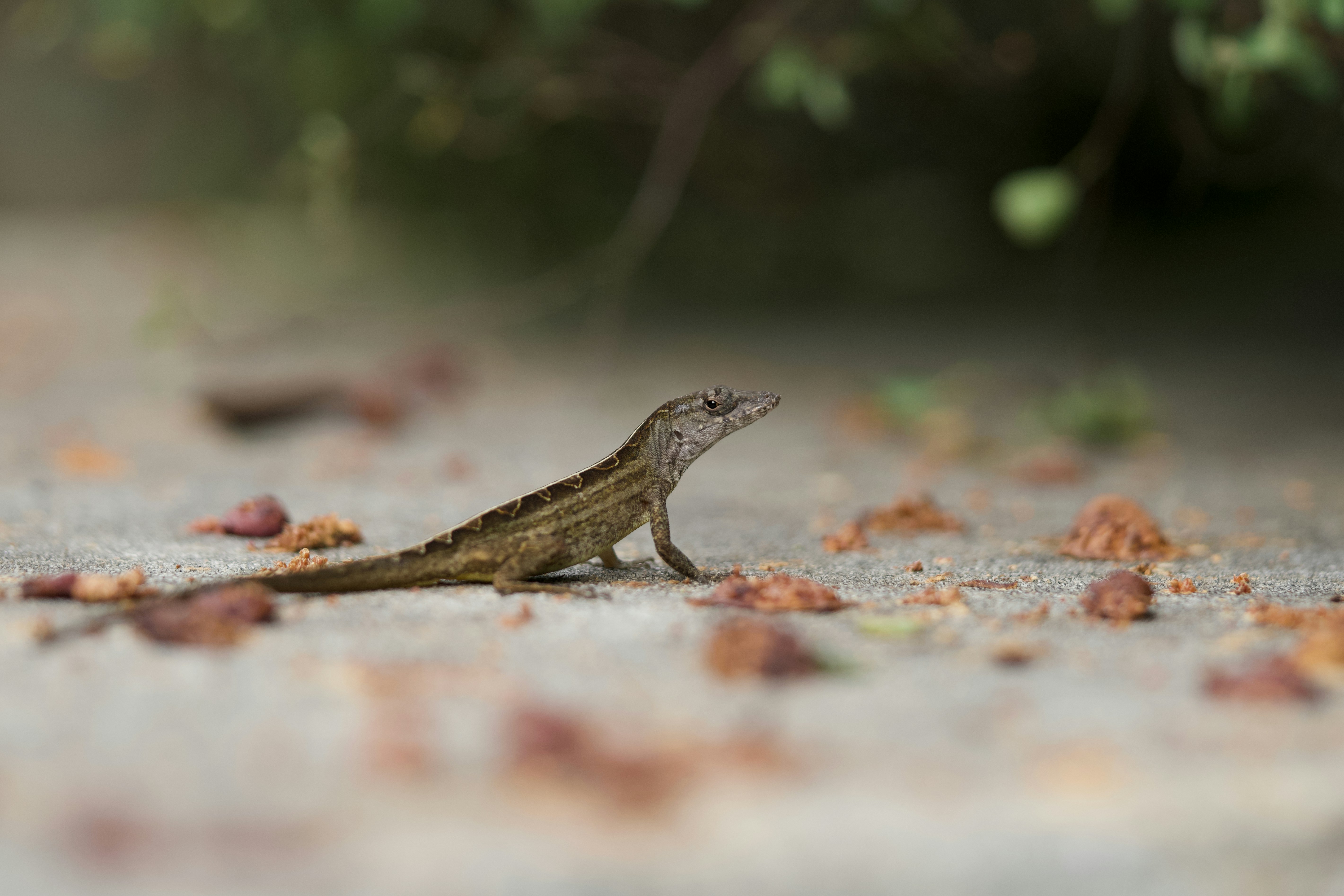 A small lizard is standing on the ground