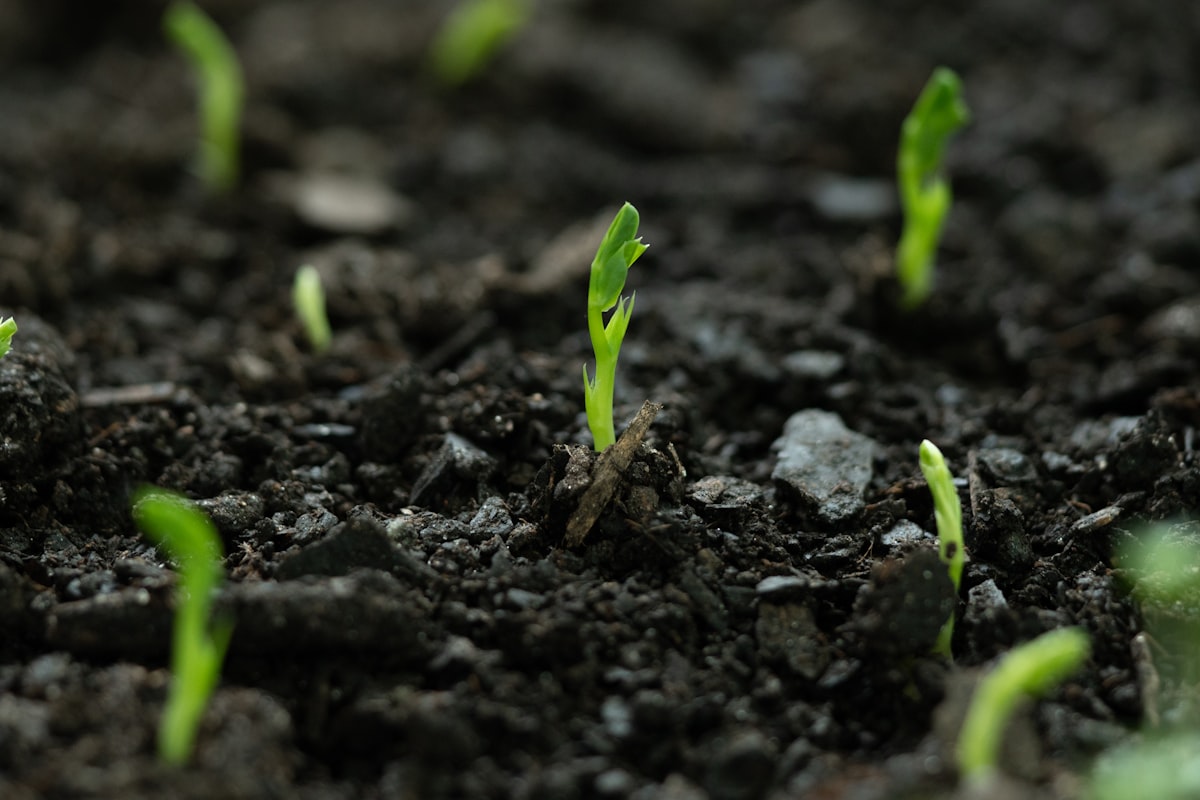 Seed & Blanket