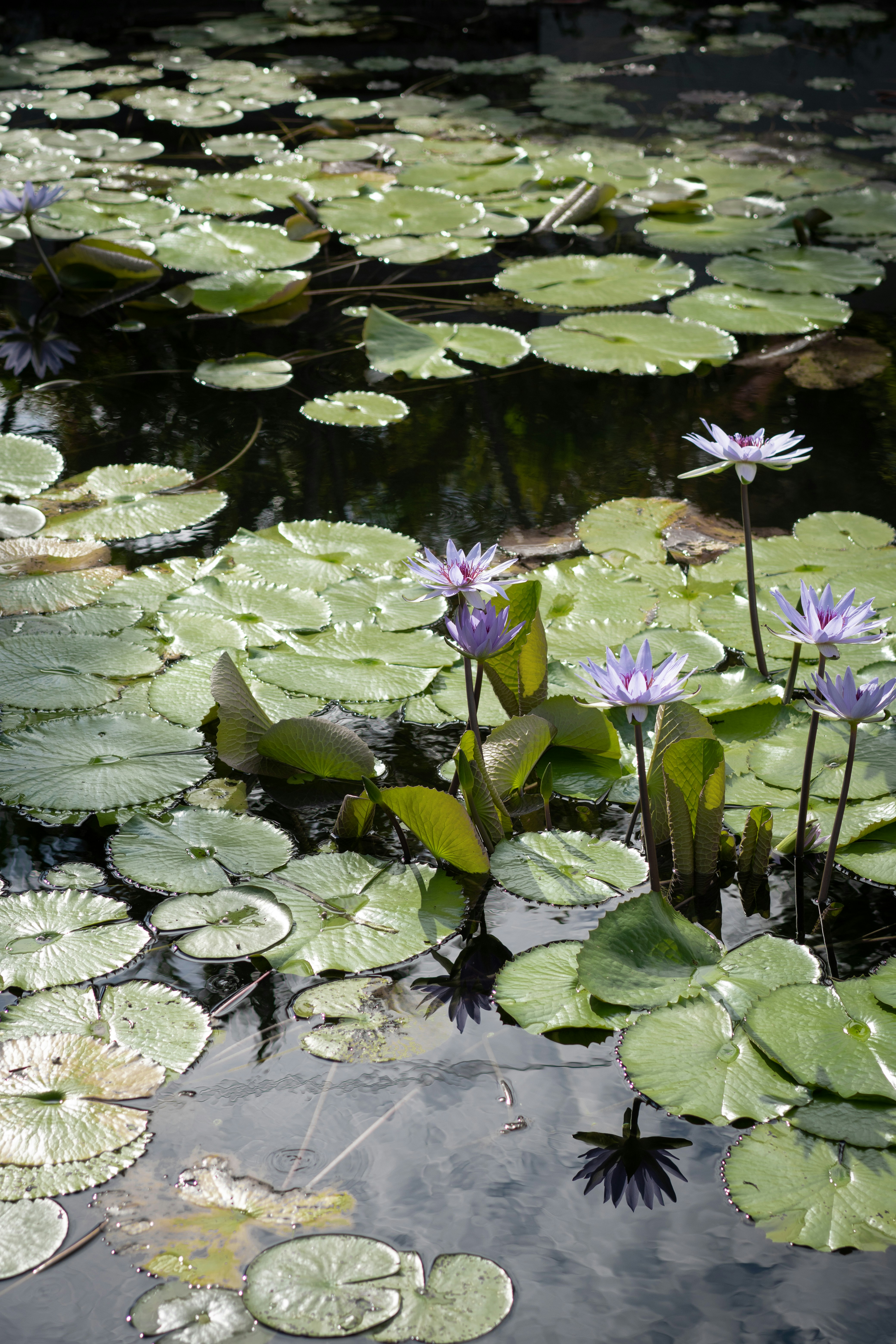 Photo by norajanelong