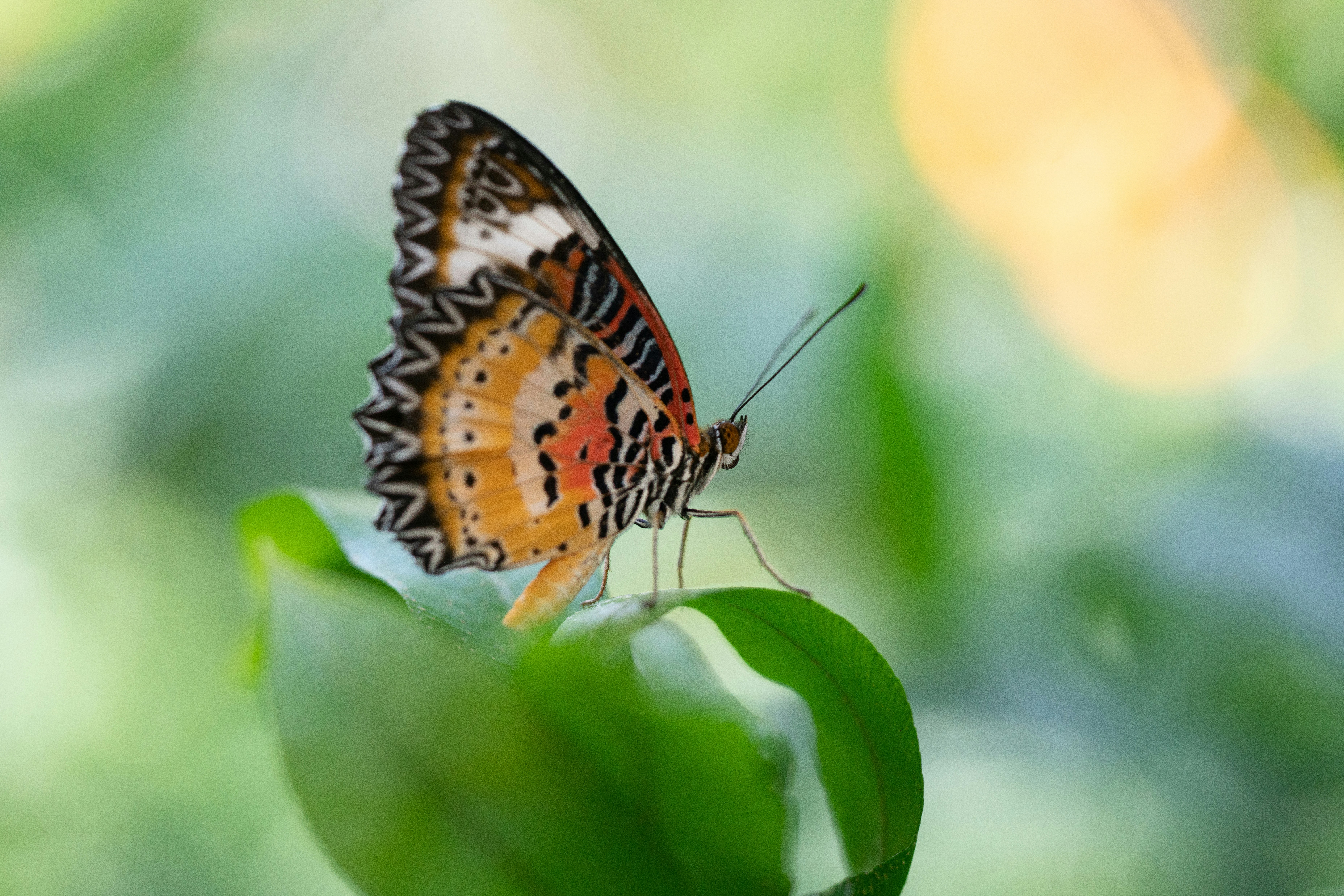 Photo by norajanelong