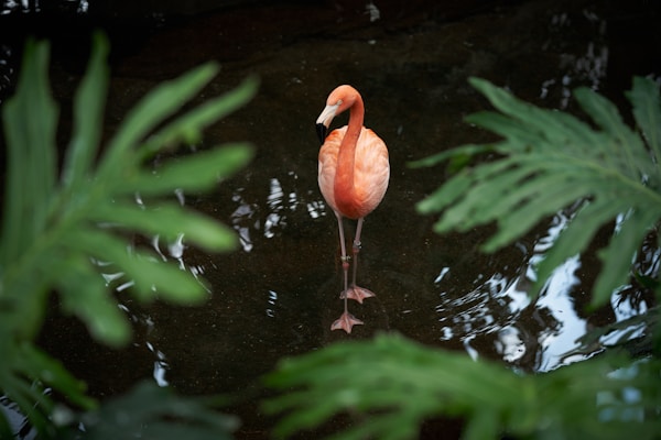 Fenicotteri rosa alla Riserva Le Cesine: osservazione guidata