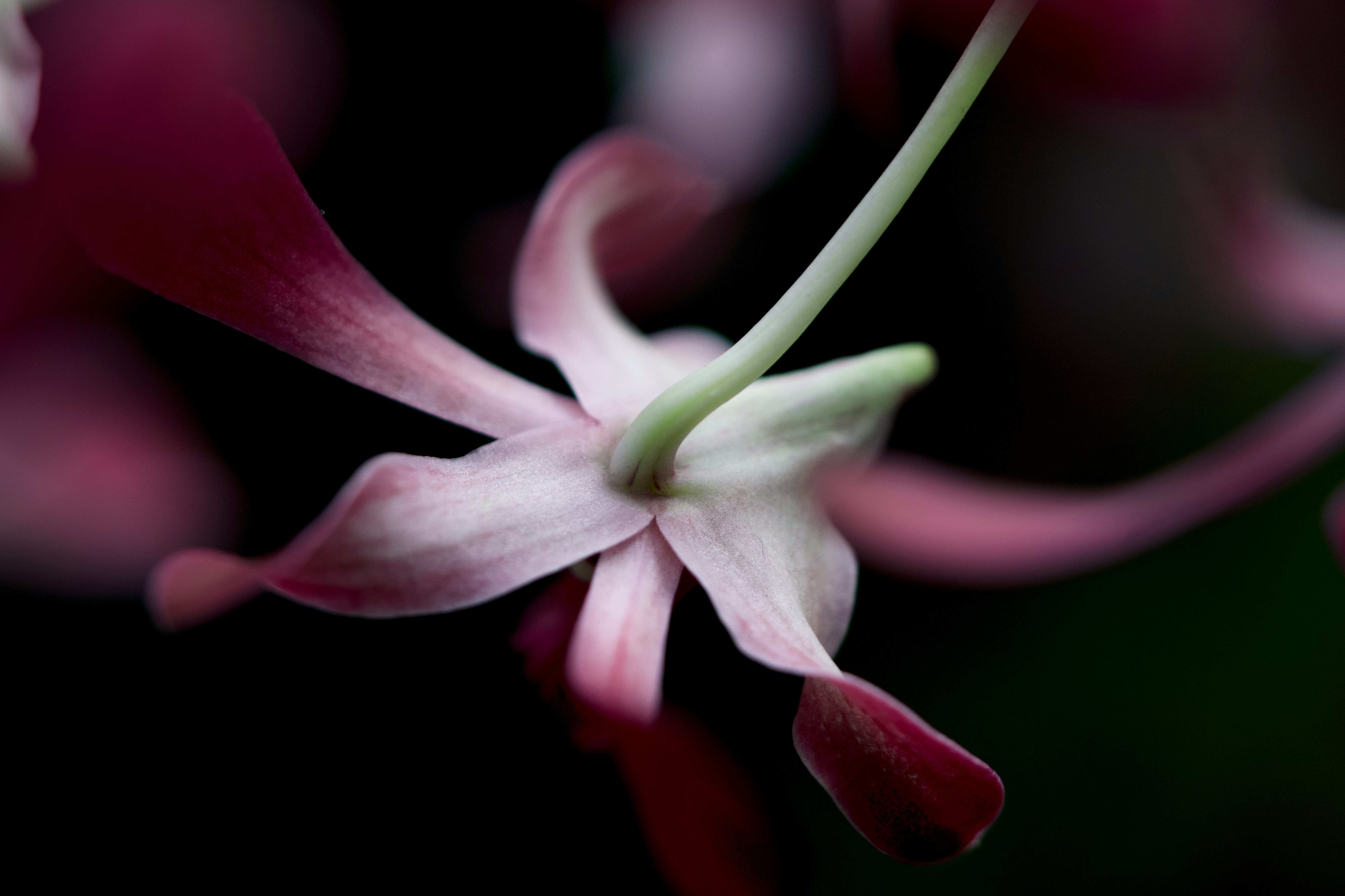 Photo by norajanelong