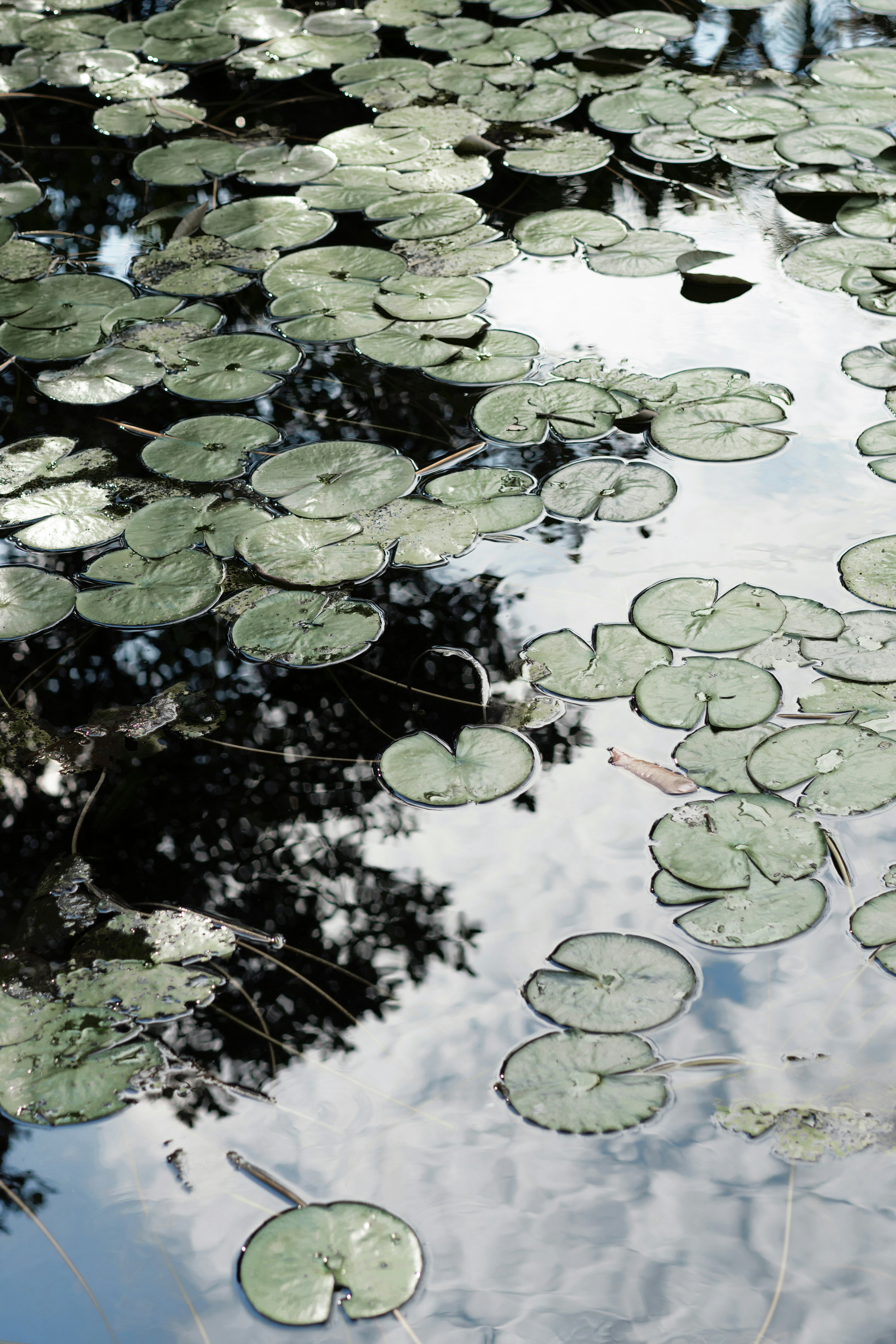 Photo by norajanelong