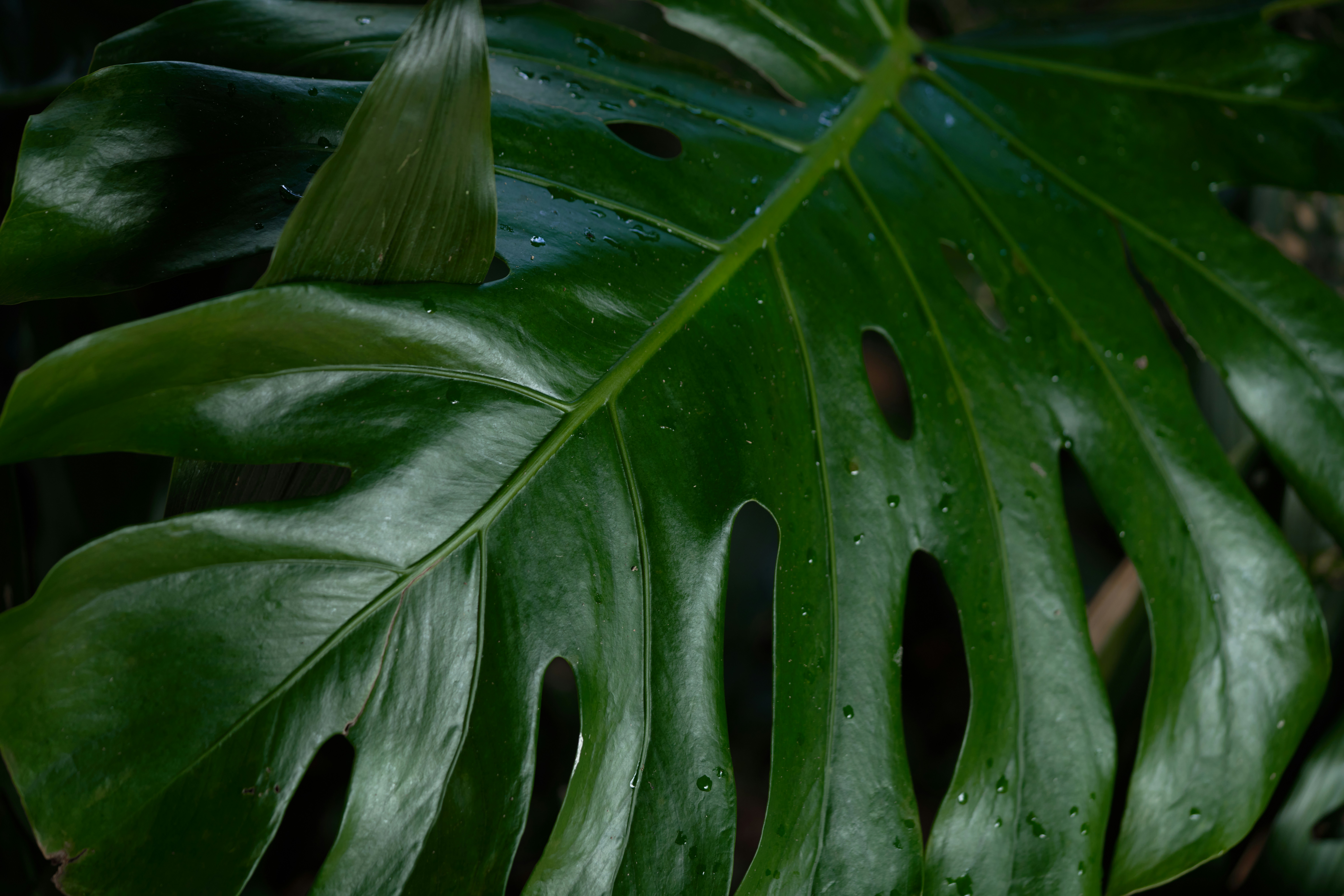 Photo by norajanelong