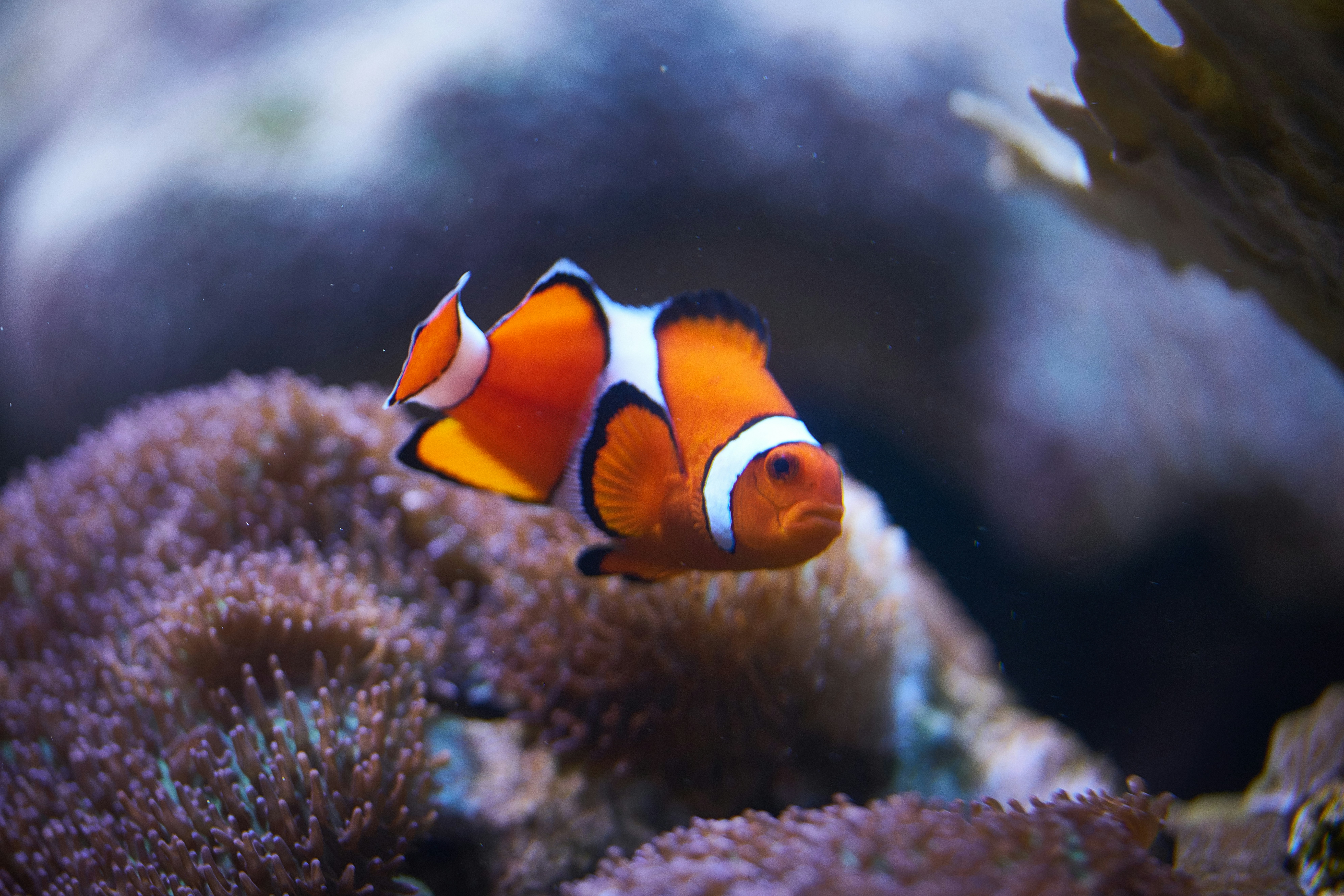 Photo by norajanelong