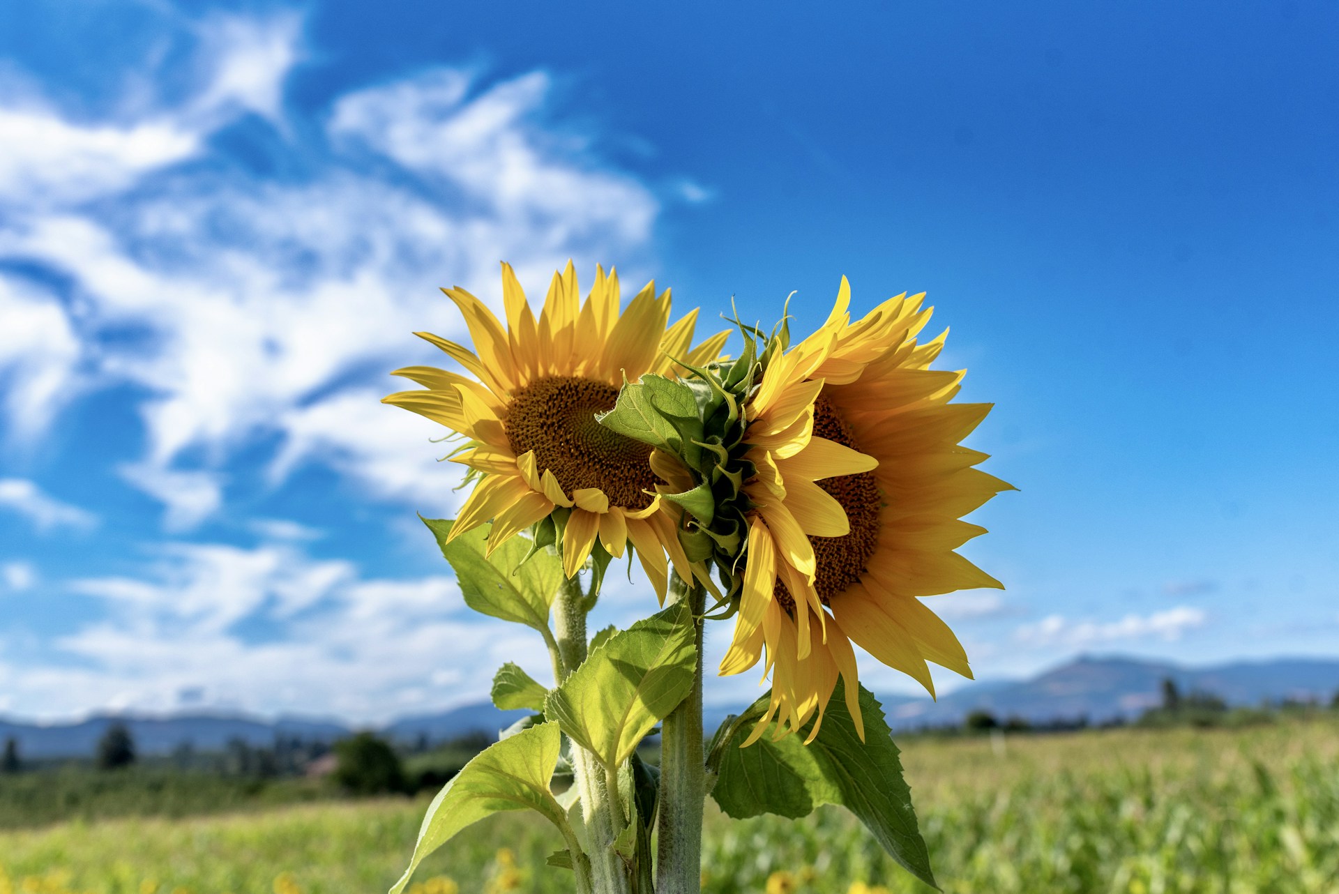 A sunflower in a field with a blue sky in the background