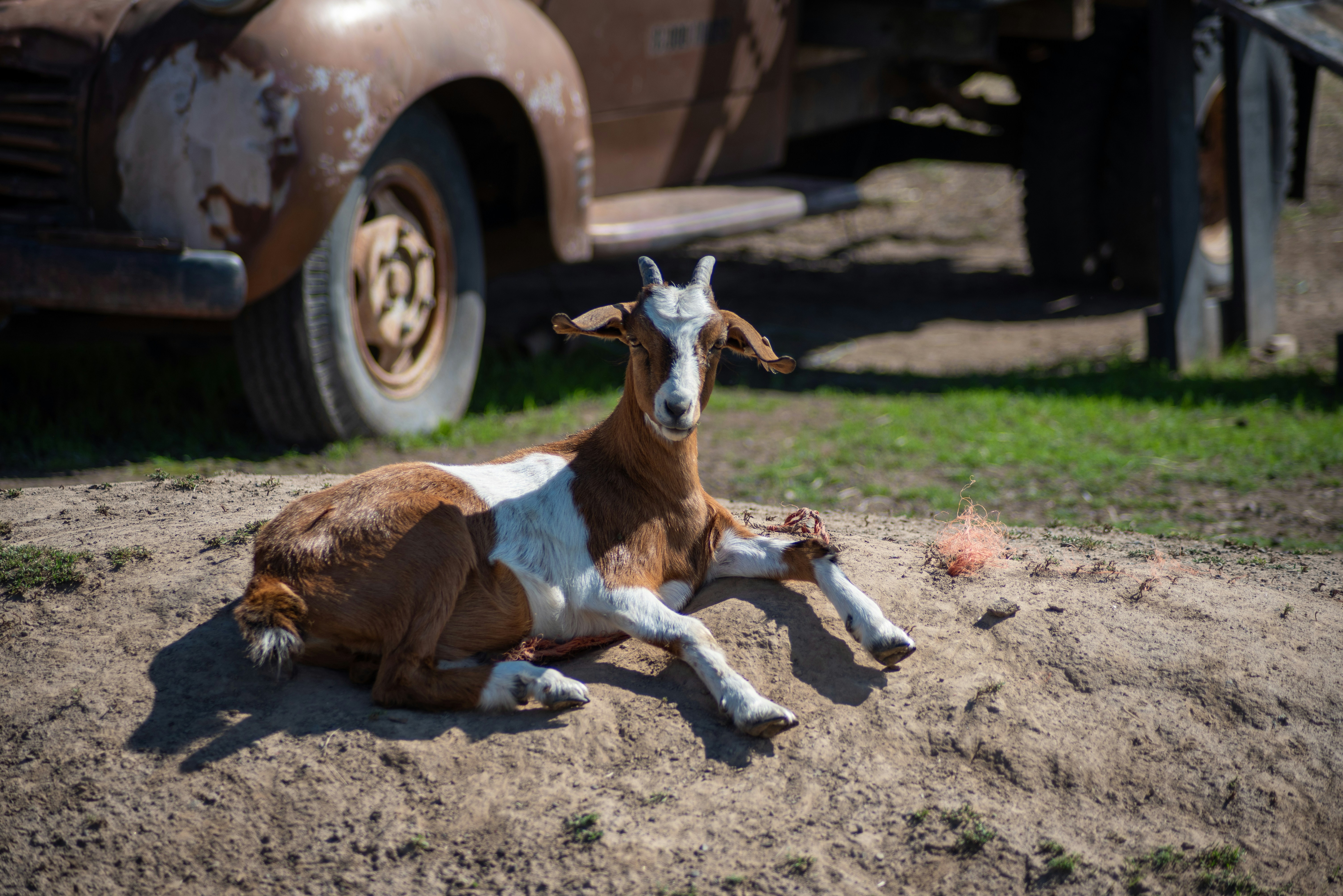 Una capra marrone e bianca sdraiata in cima a un campo sterrato