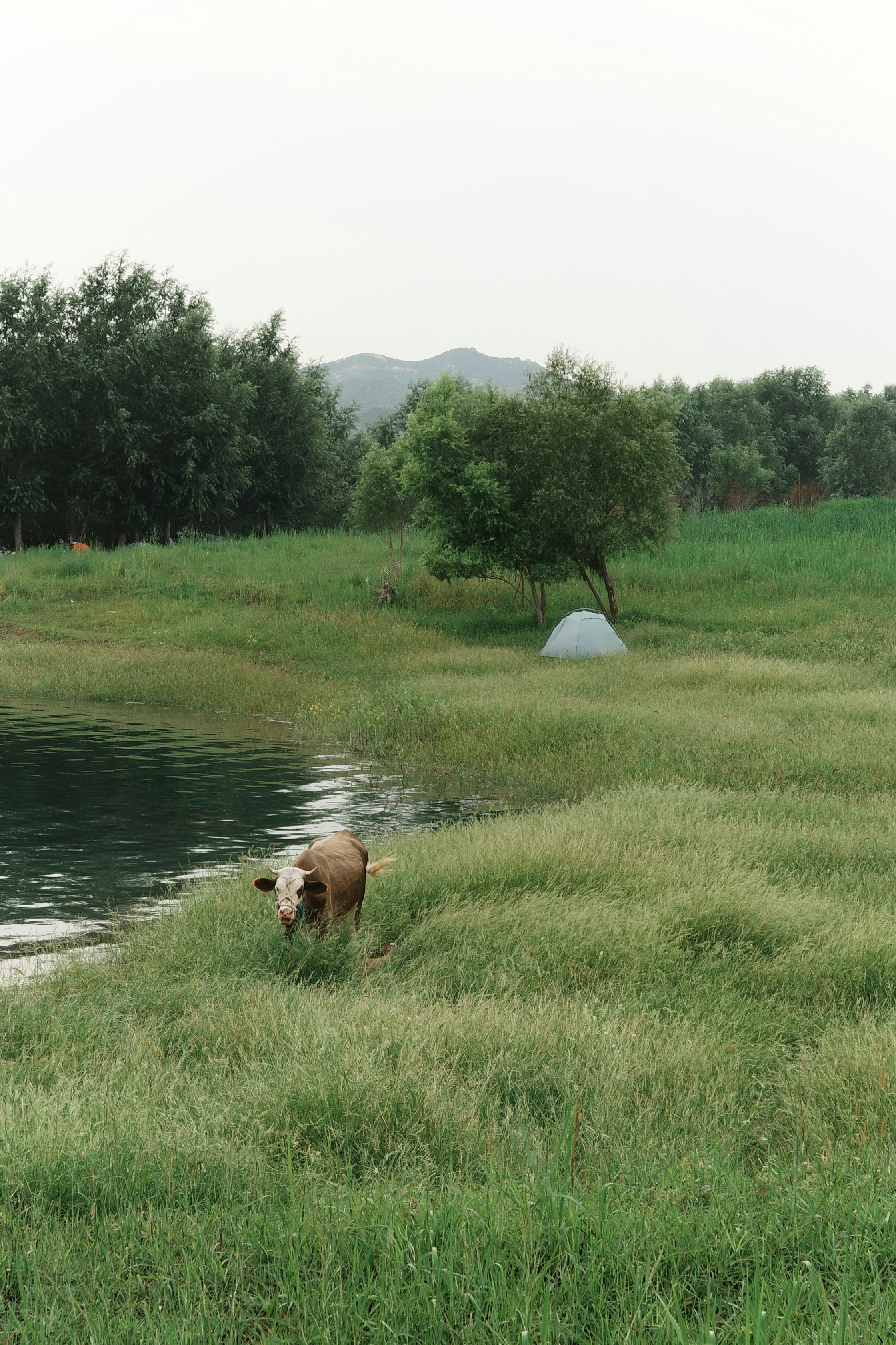 문경 돌리네습지 강아지 관련 이미지1