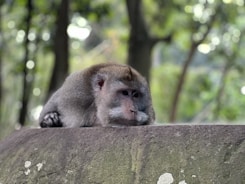 A monkey sitting on top of a stone wall