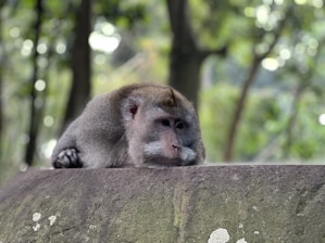 A monkey sitting on top of a stone wall