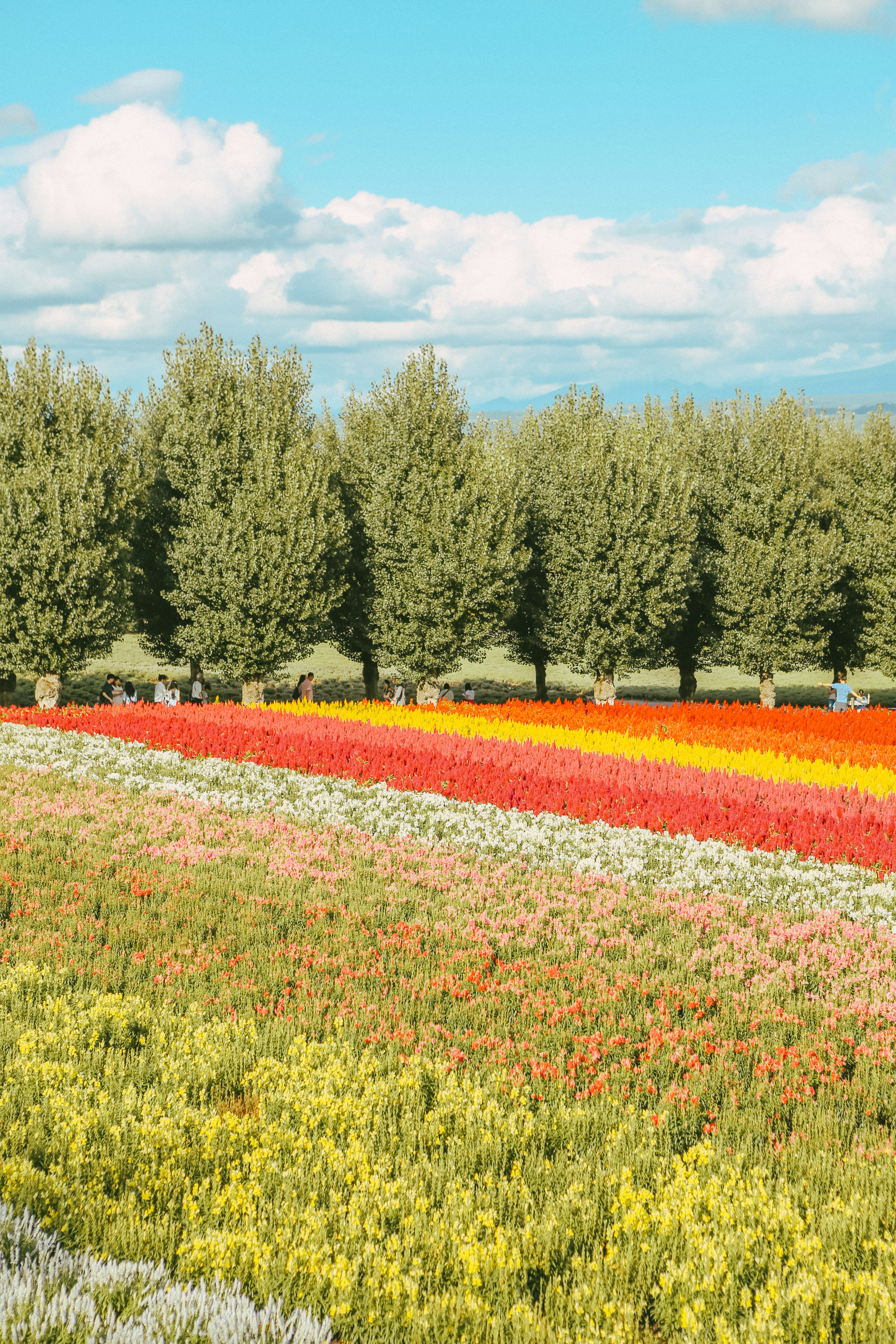 Featured project 5 - colorful flower garden.