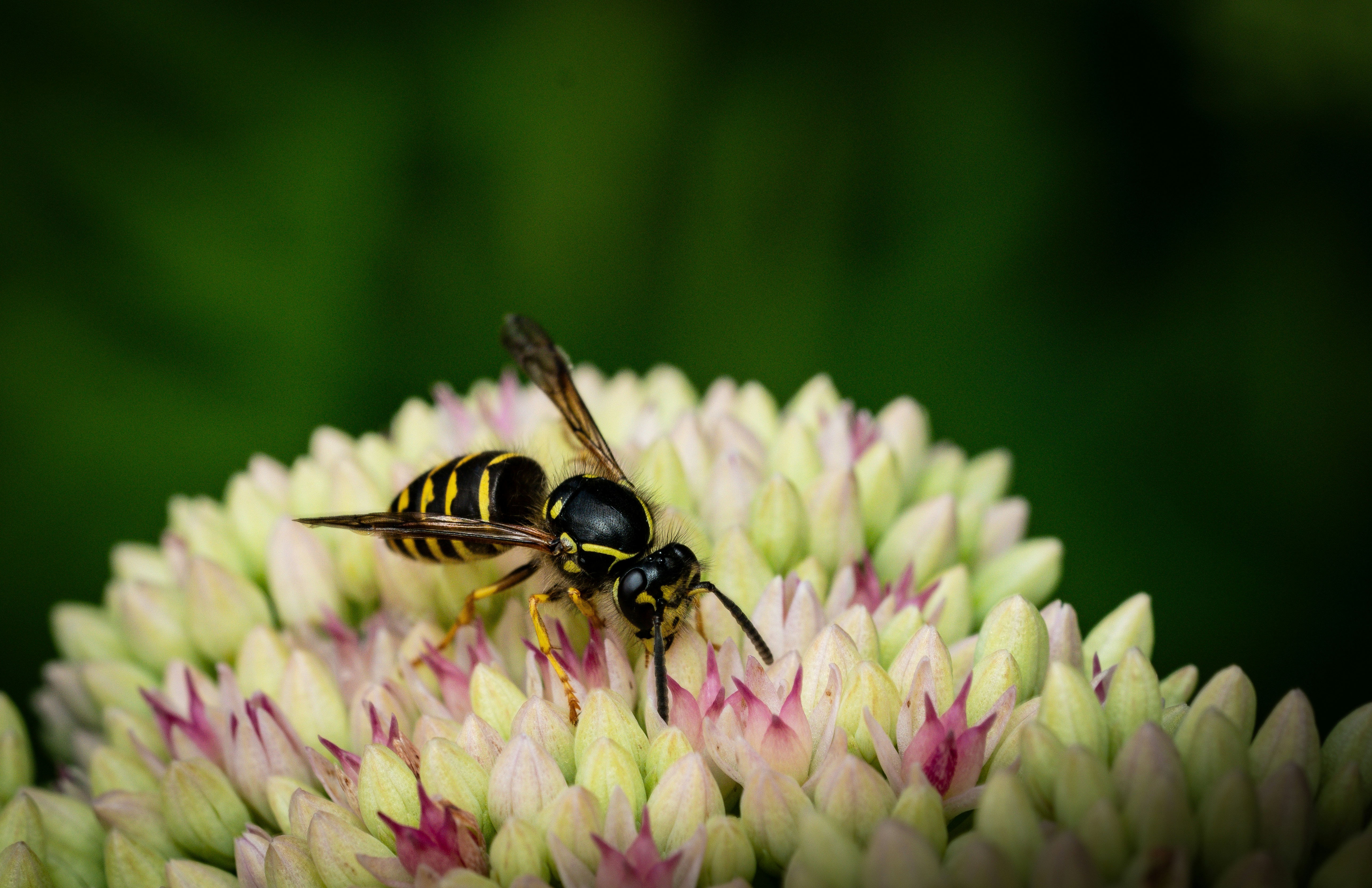 Photo by nicotakespictures