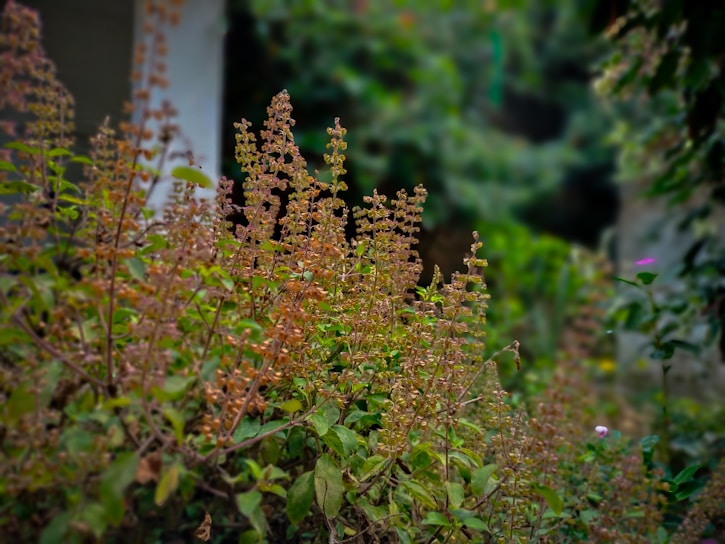 A bush with brown flowers in a garden