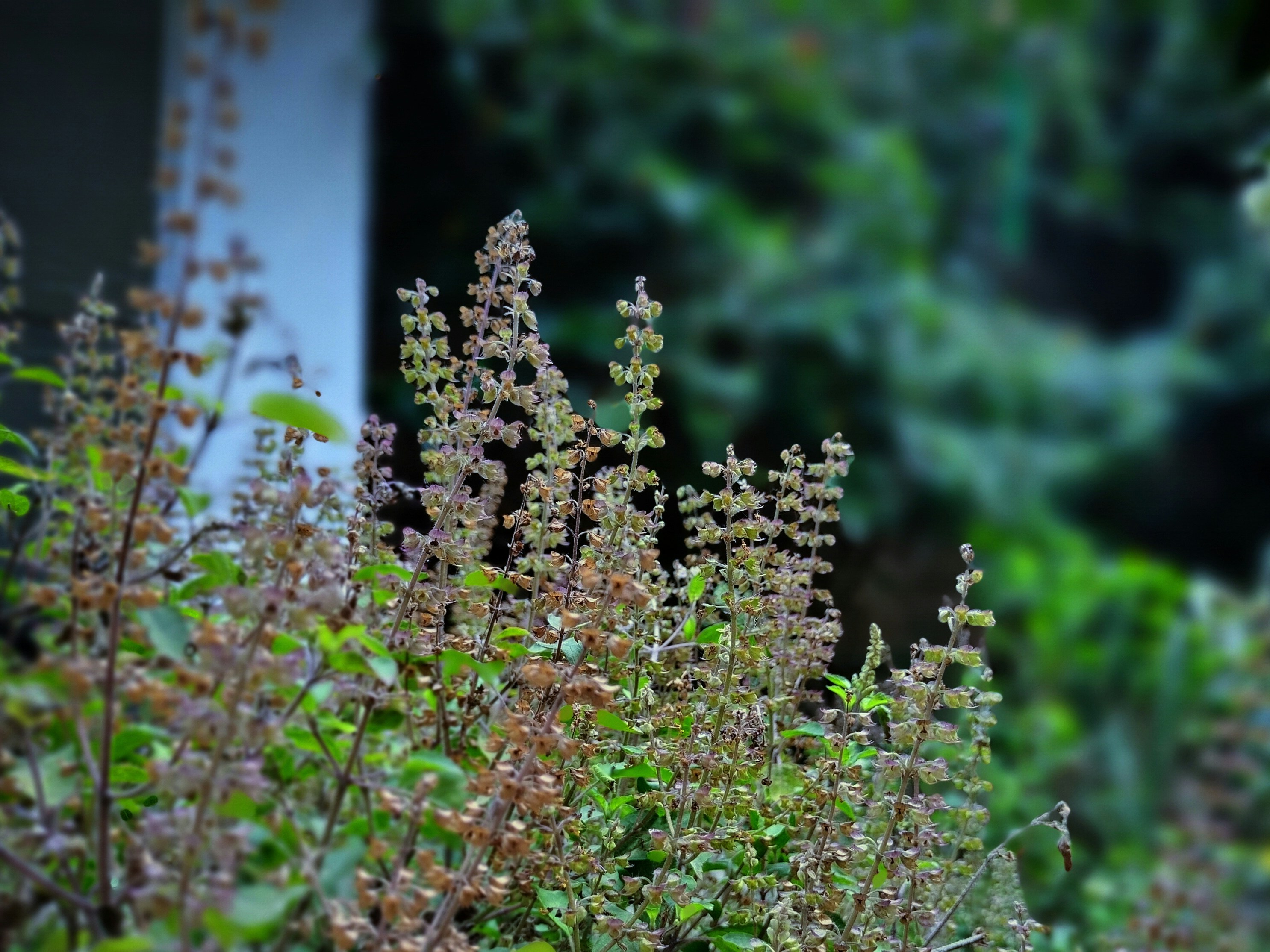 **Tulsi Gabbard's DNI Nomination in Jeopardy Over Snowden Stance**