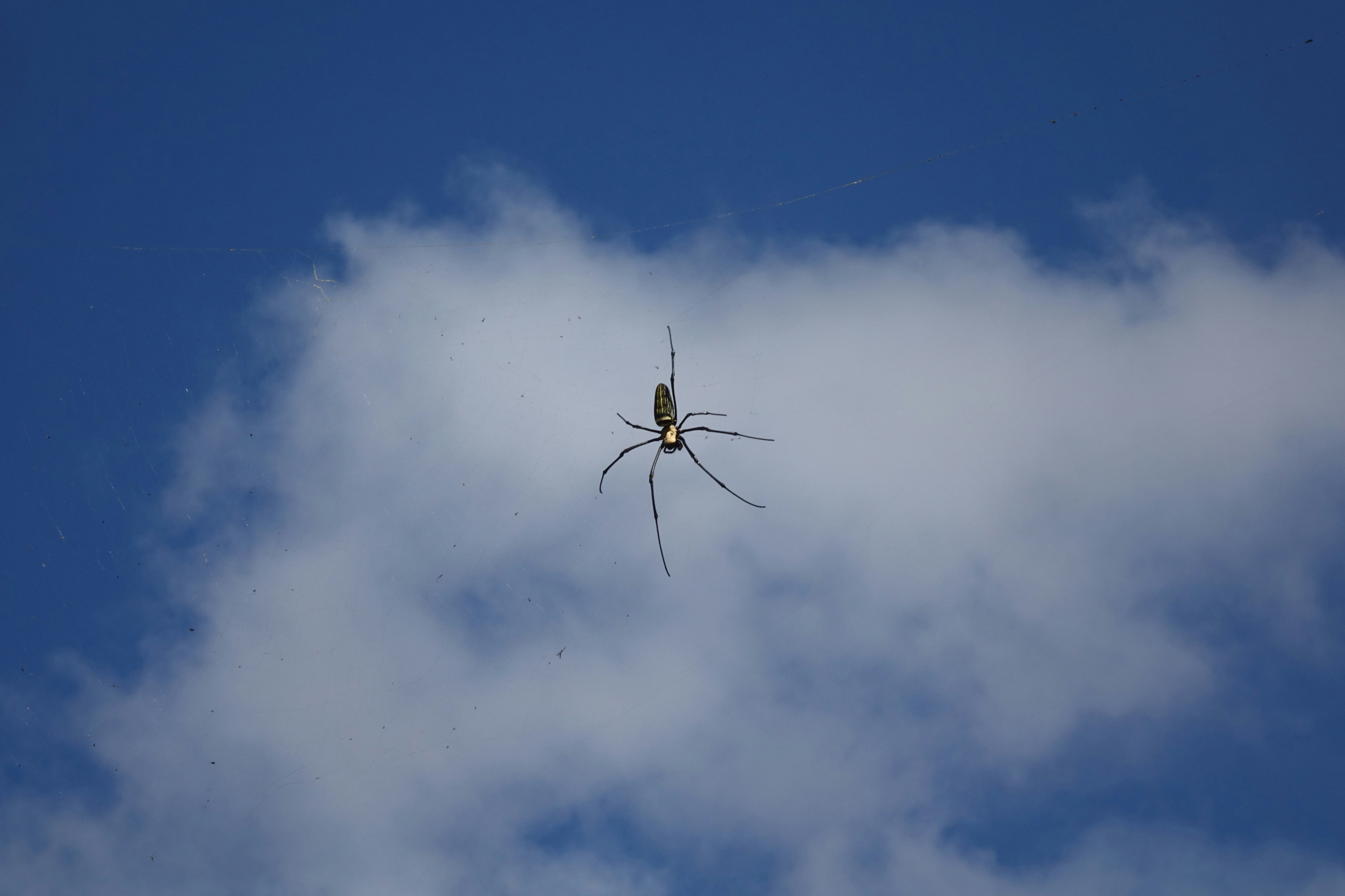 A large spider sitting on top of a cloud filled sky