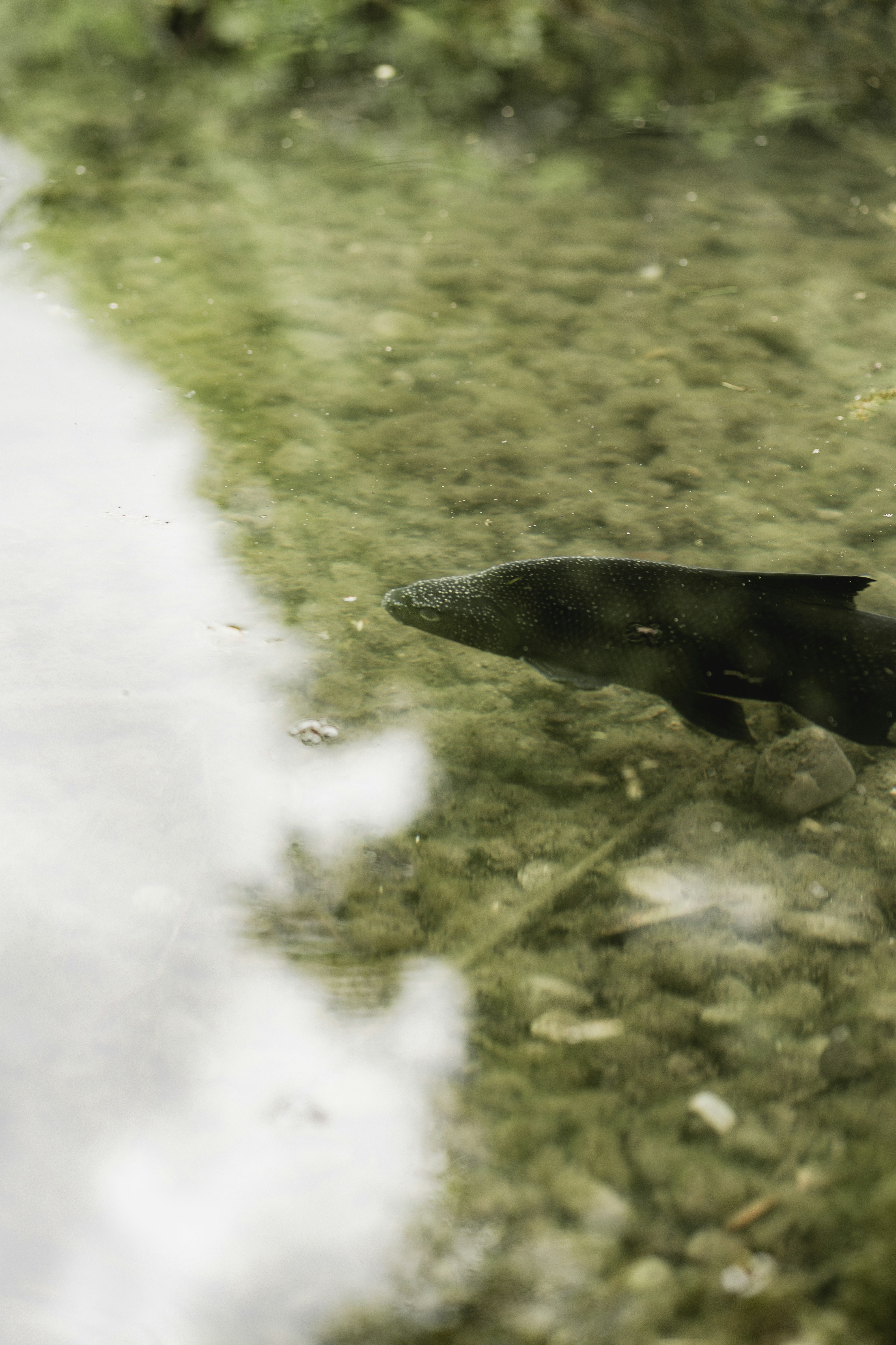 Seekor ikan yang berenang di air