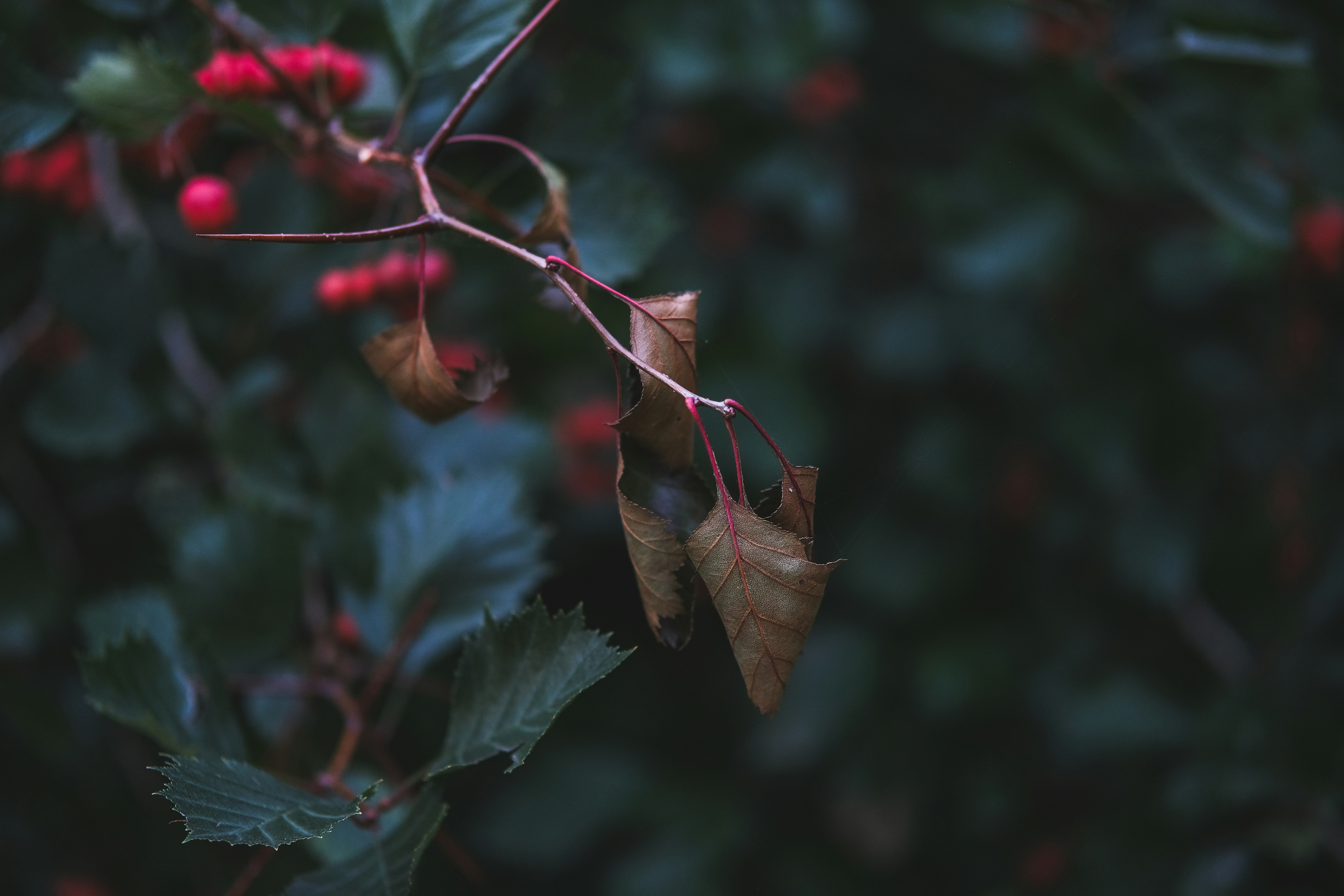 Photo by rolig_basseng