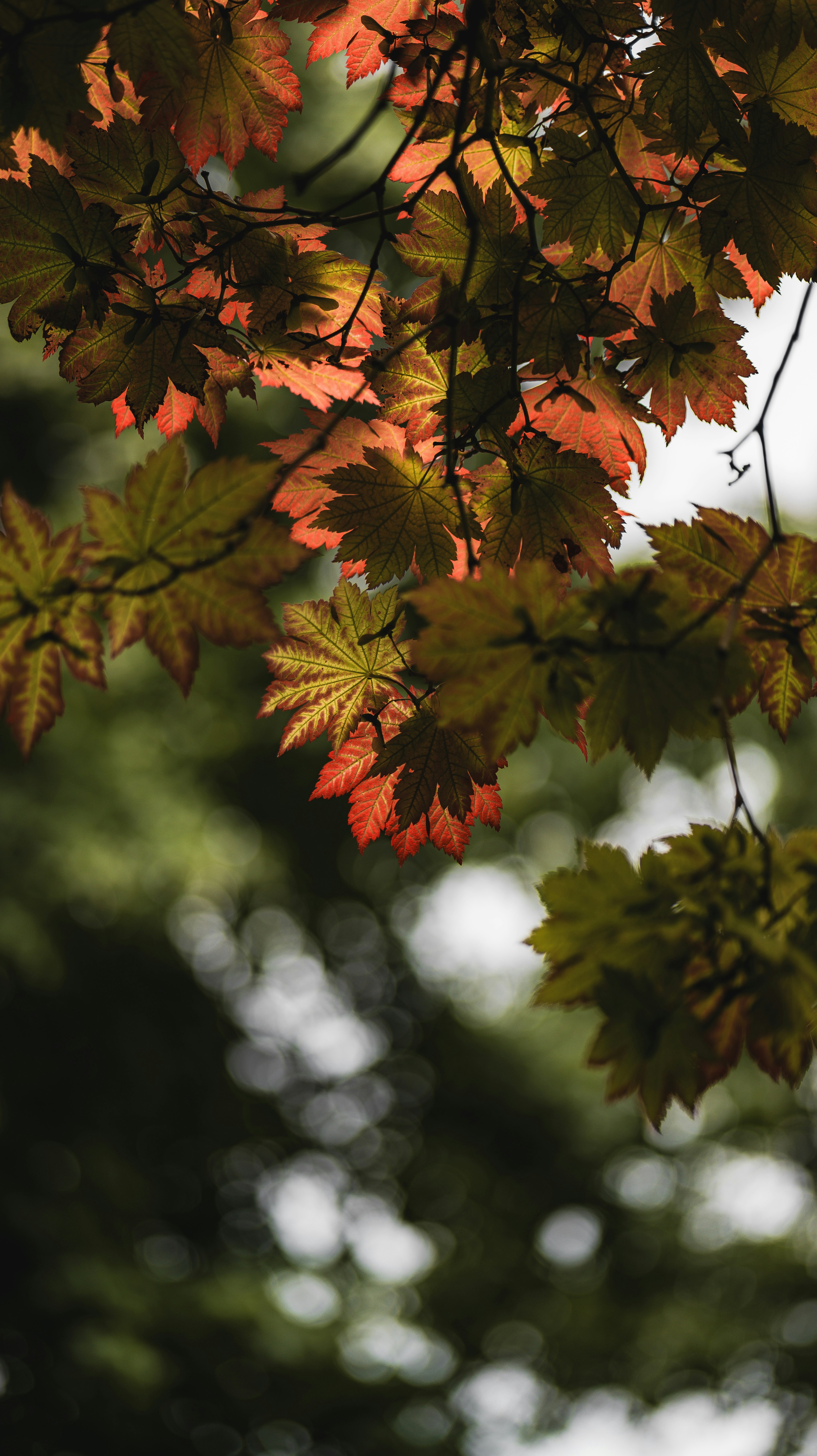 Photo by miguel_ind0