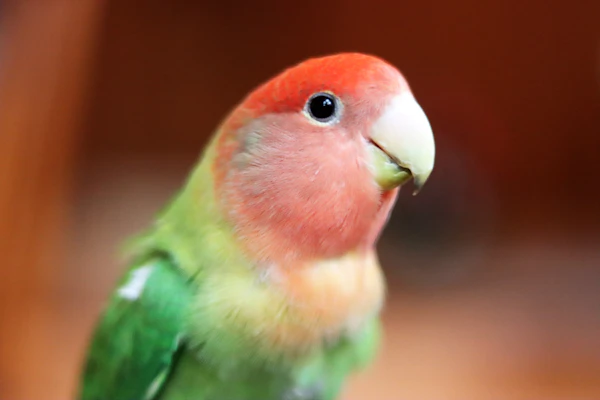 parrot keeping