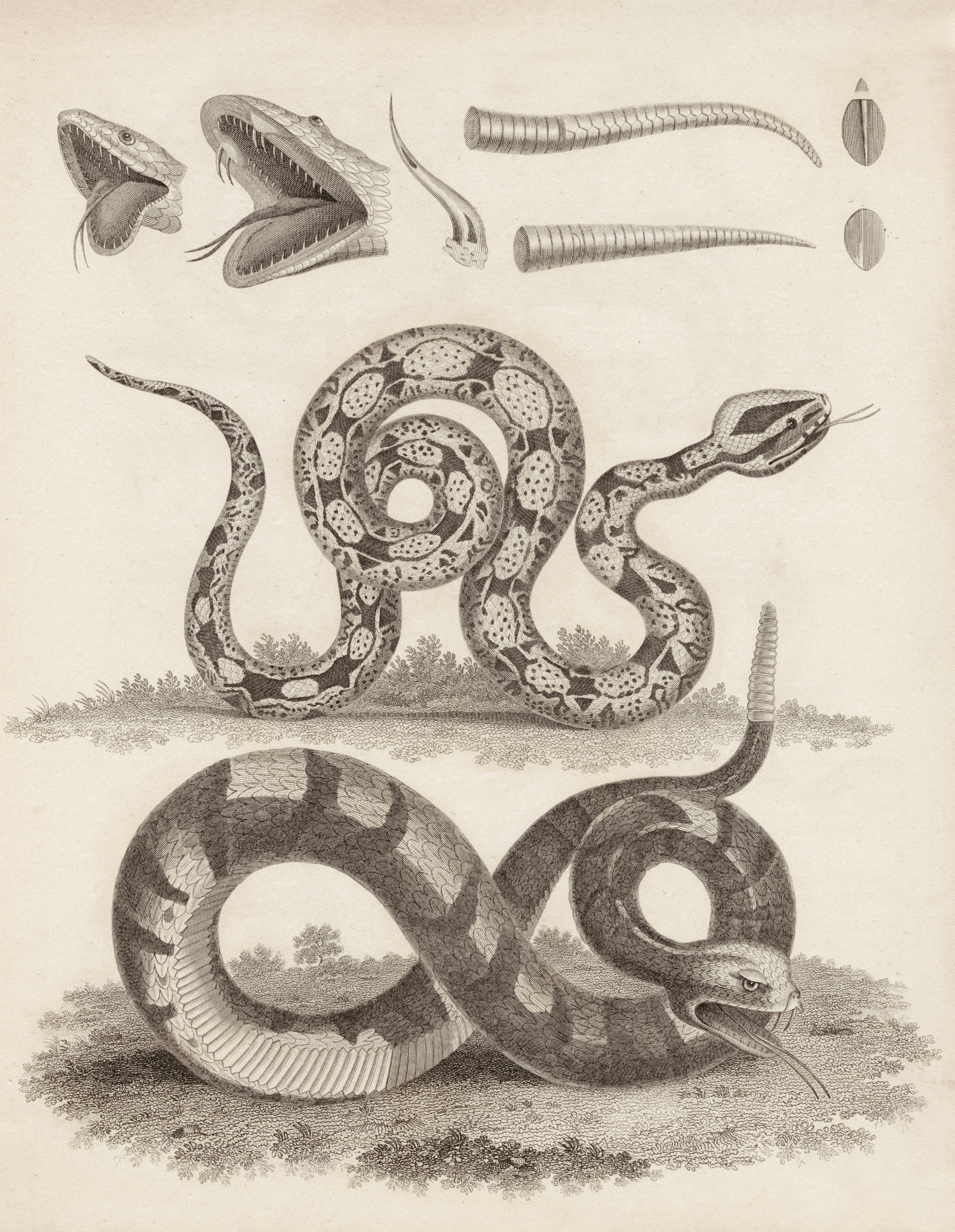 dream snake symbolism