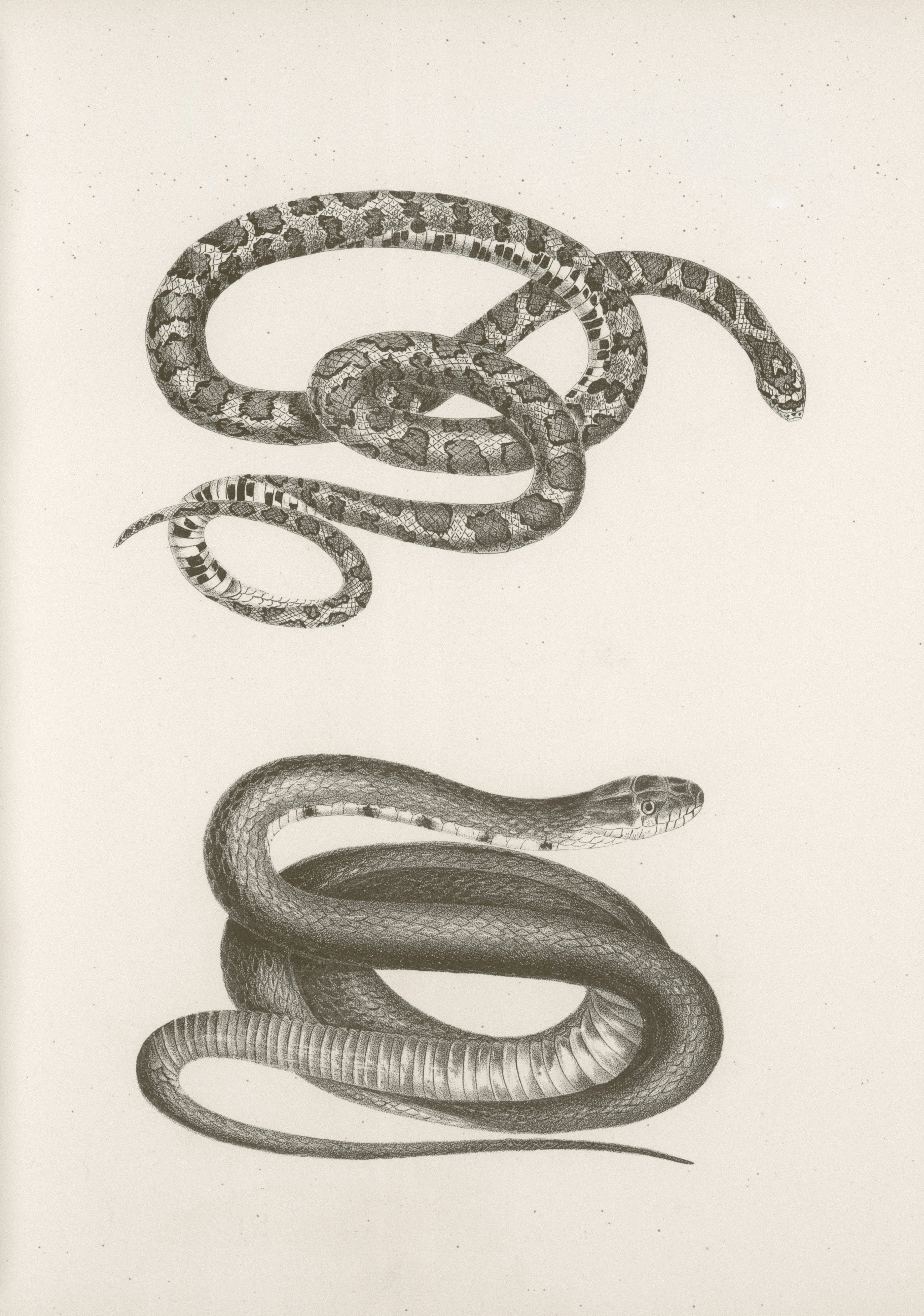 snake dream symbolism