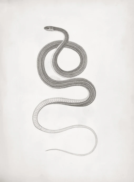 A coiled snake on a white background