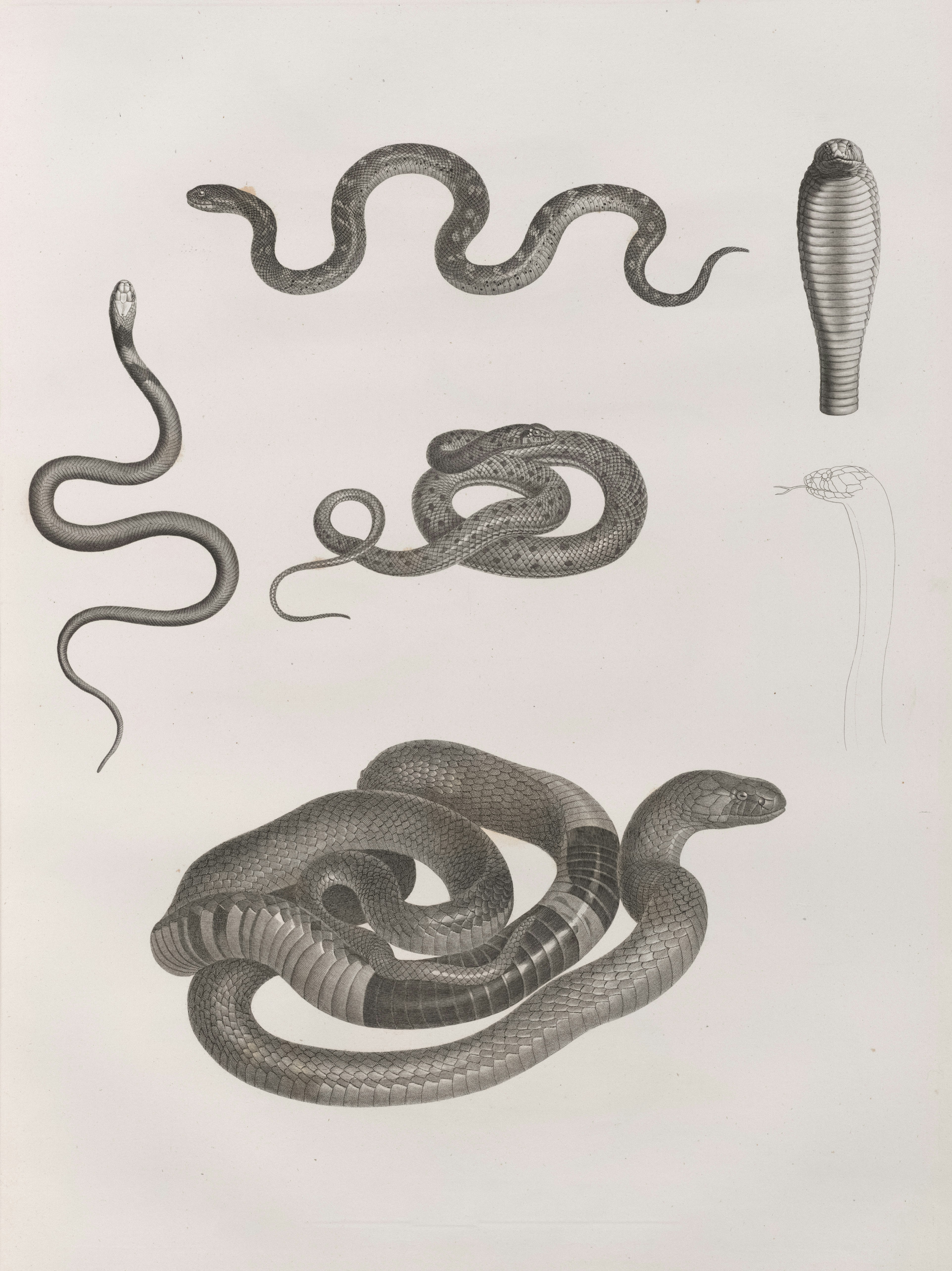 Snake Body Pictures | Download Free Images on Unsplash