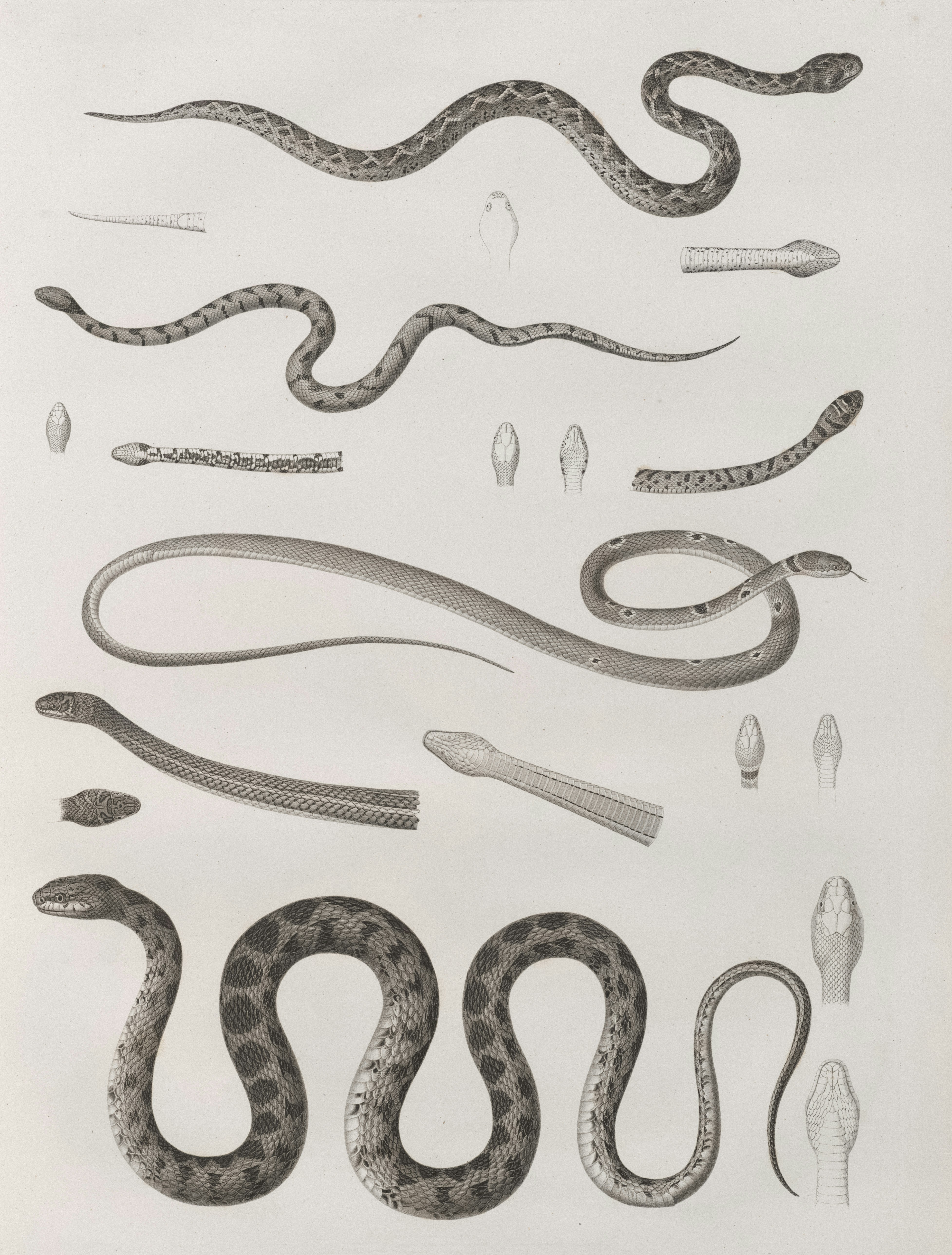 Free Animal Image on Unsplash