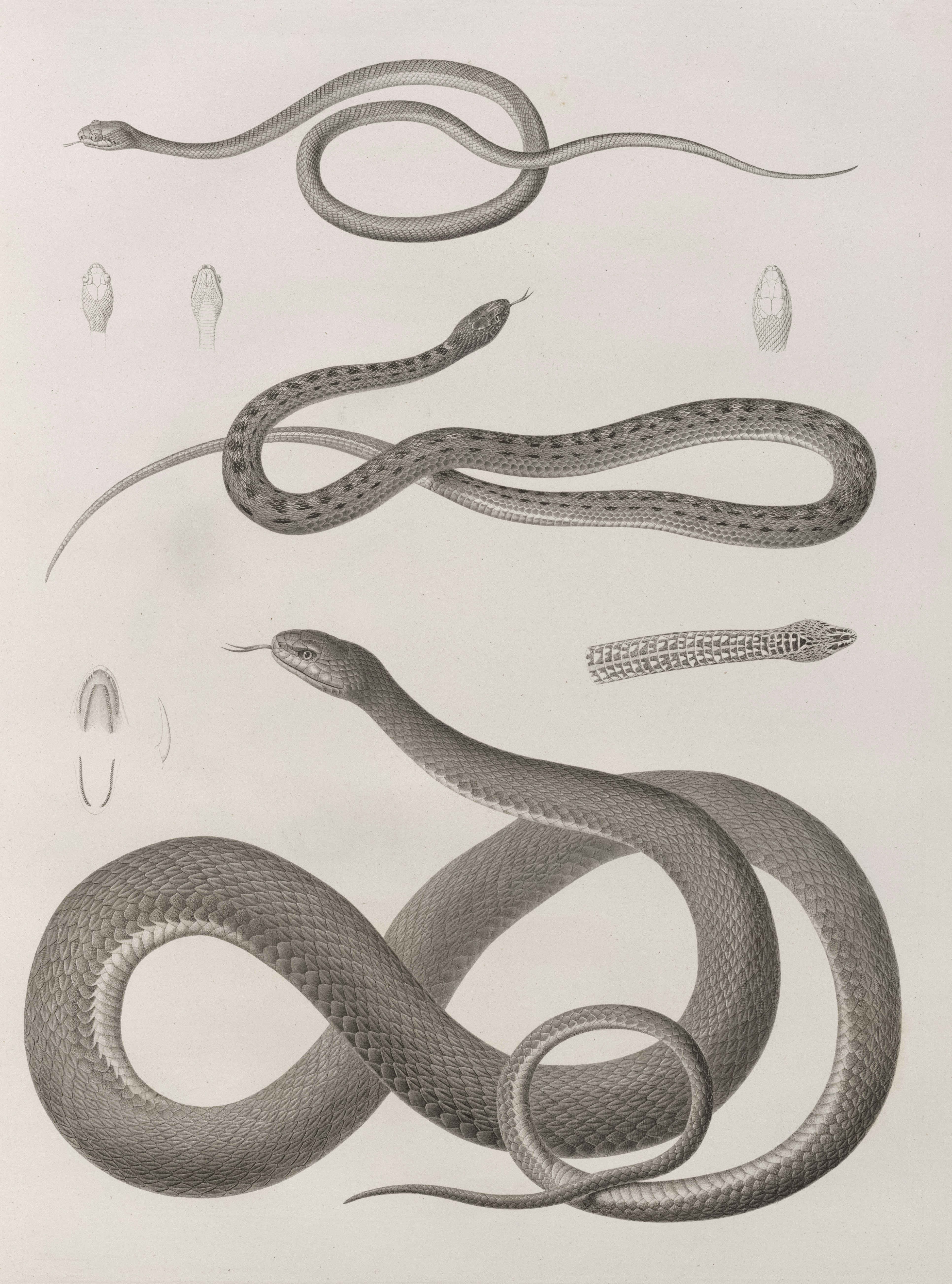 sigma personality type illustration