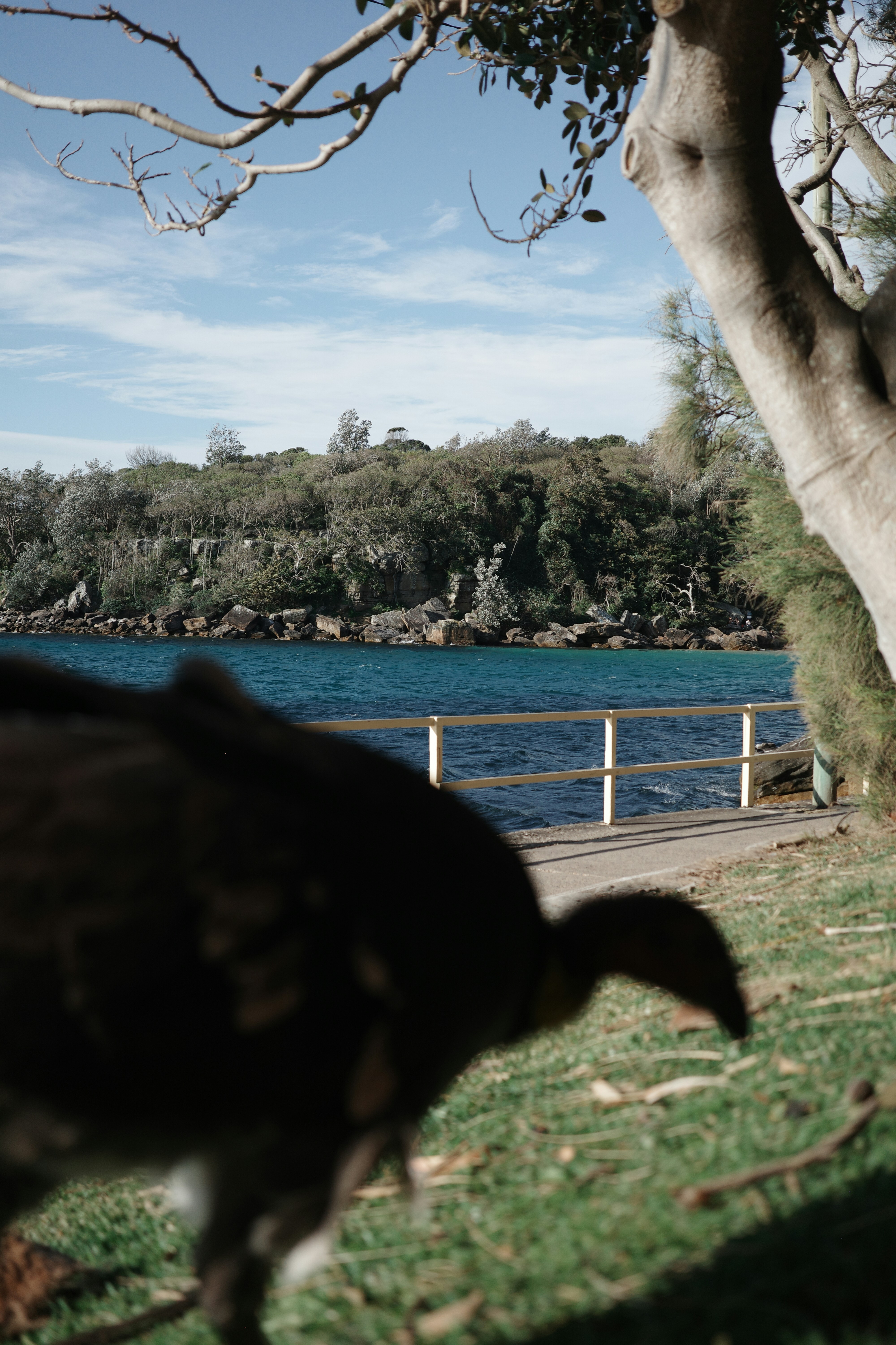 Un uccello nero in piedi in cima a un campo verde lussureggiante
