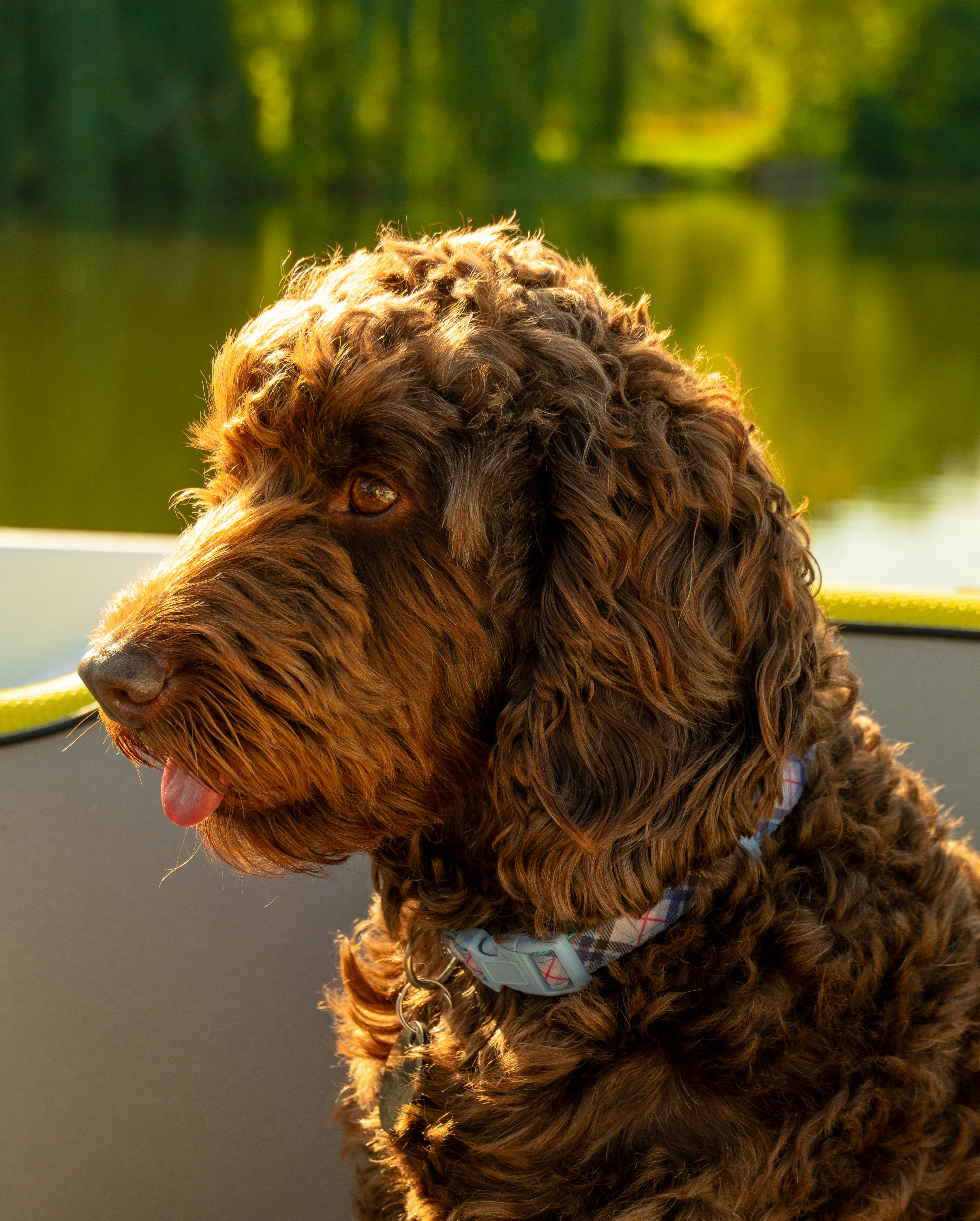 A brown dog sitting in the back of a boat