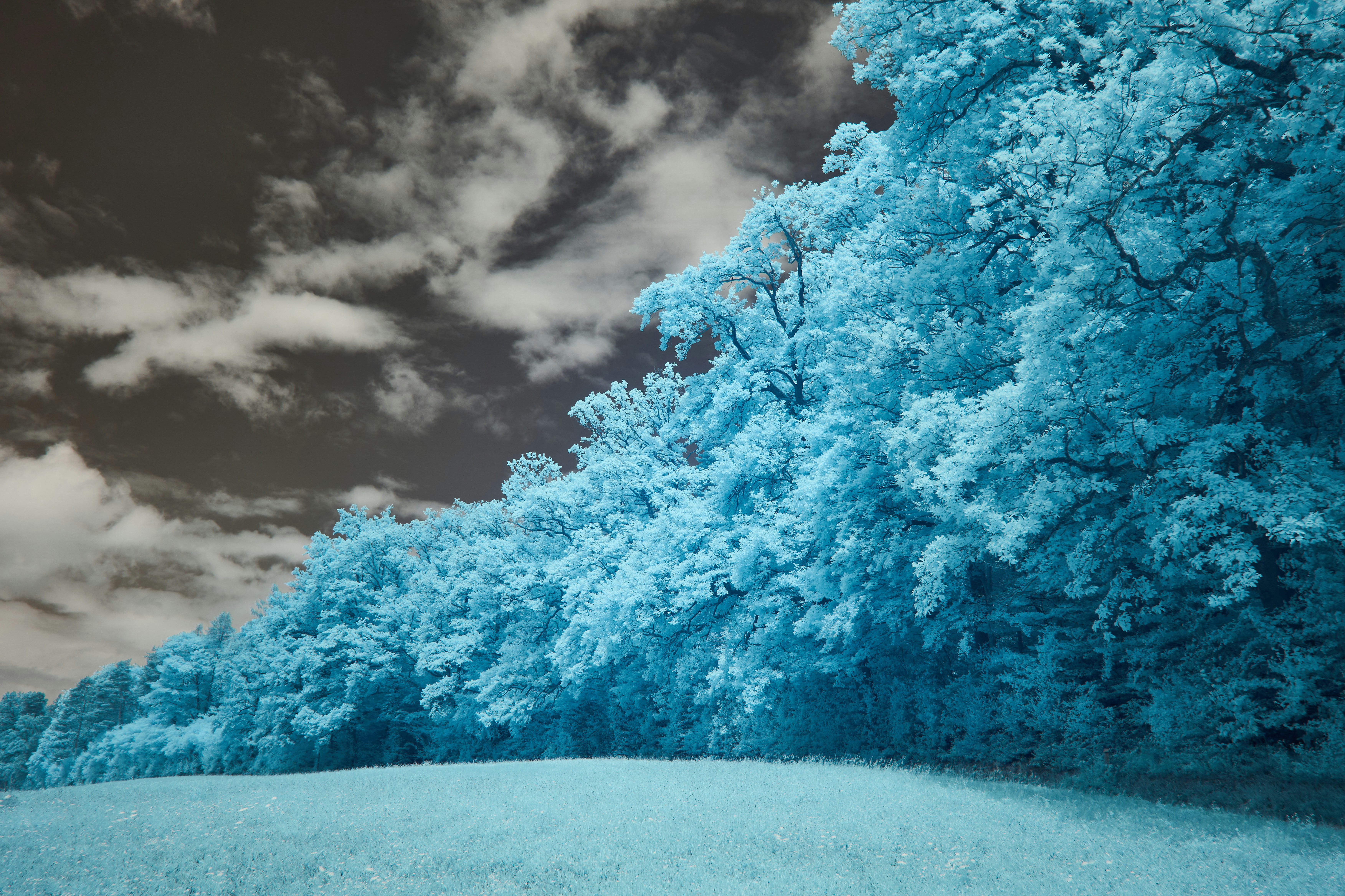 Photo by wolfgang_hasselmann