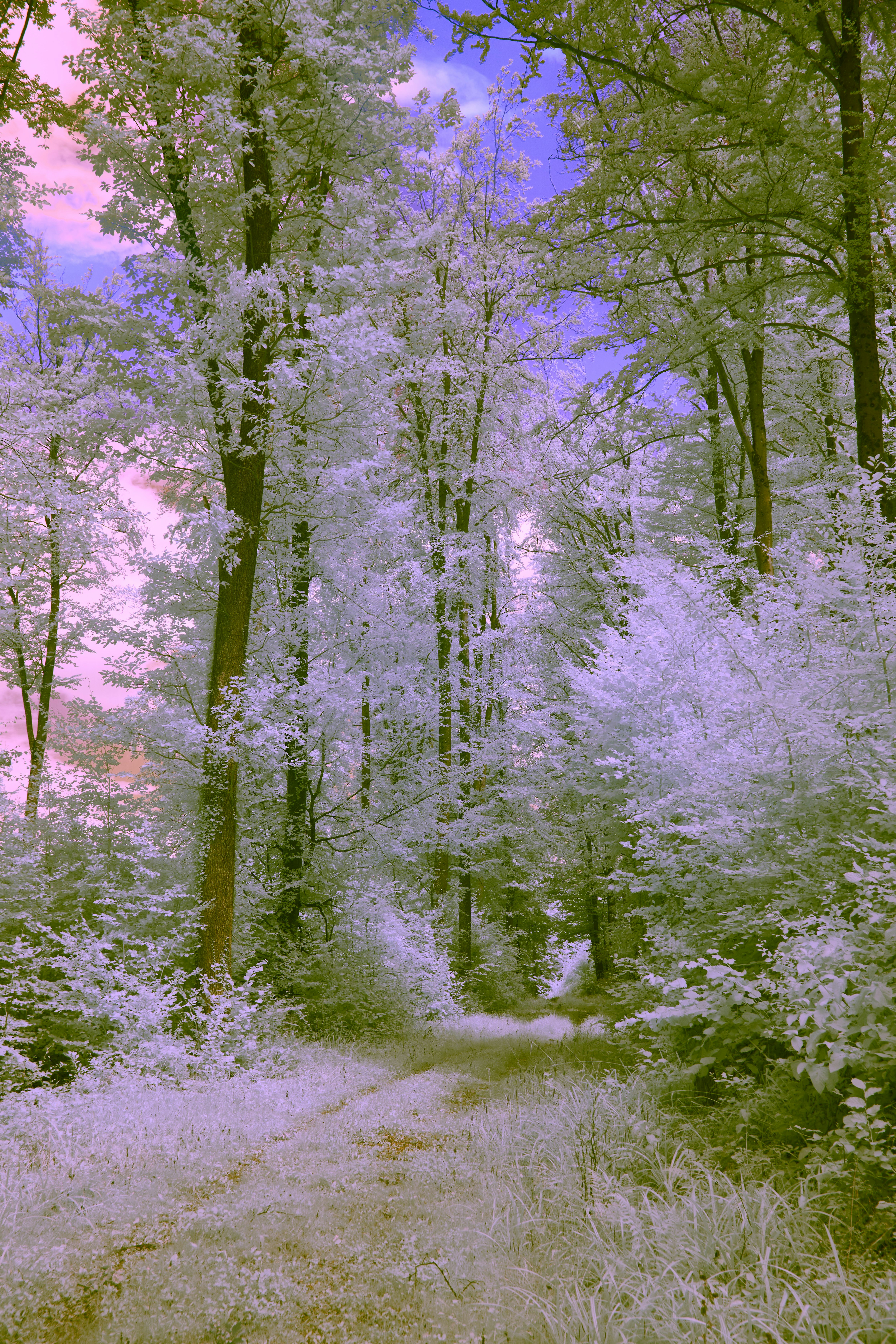 Photo by wolfgang_hasselmann