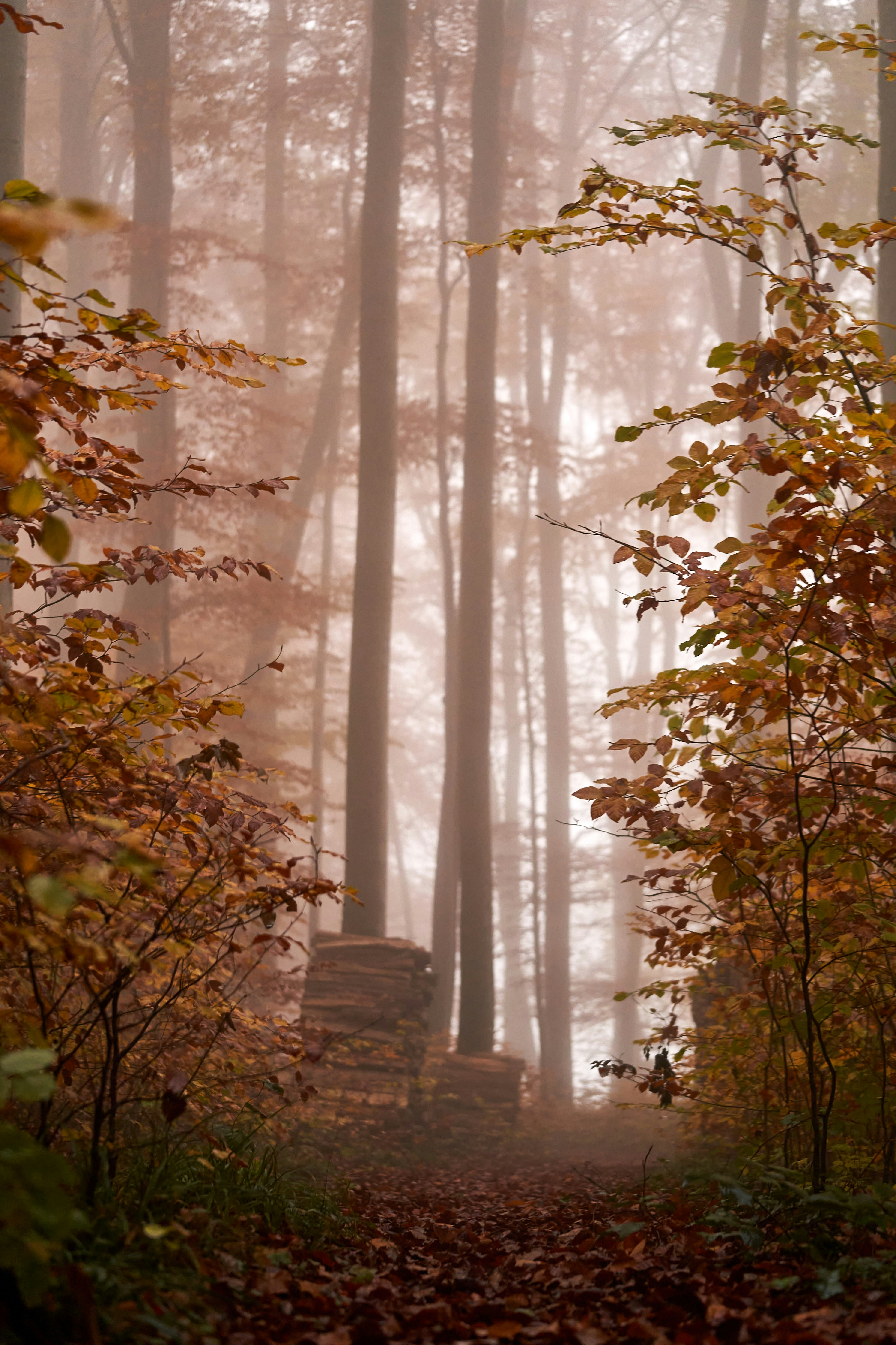 Photo by wolfgang_hasselmann