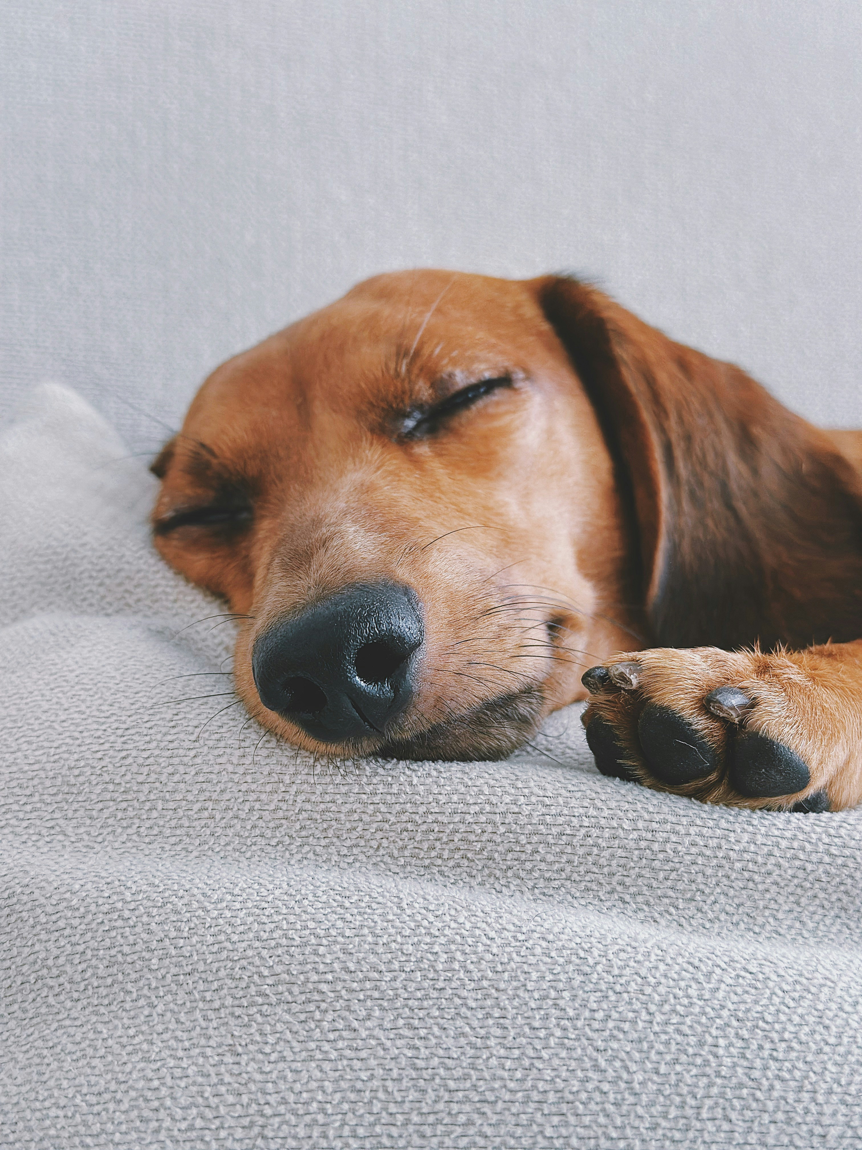 What is the Downside of Dachshunds in Family Life?