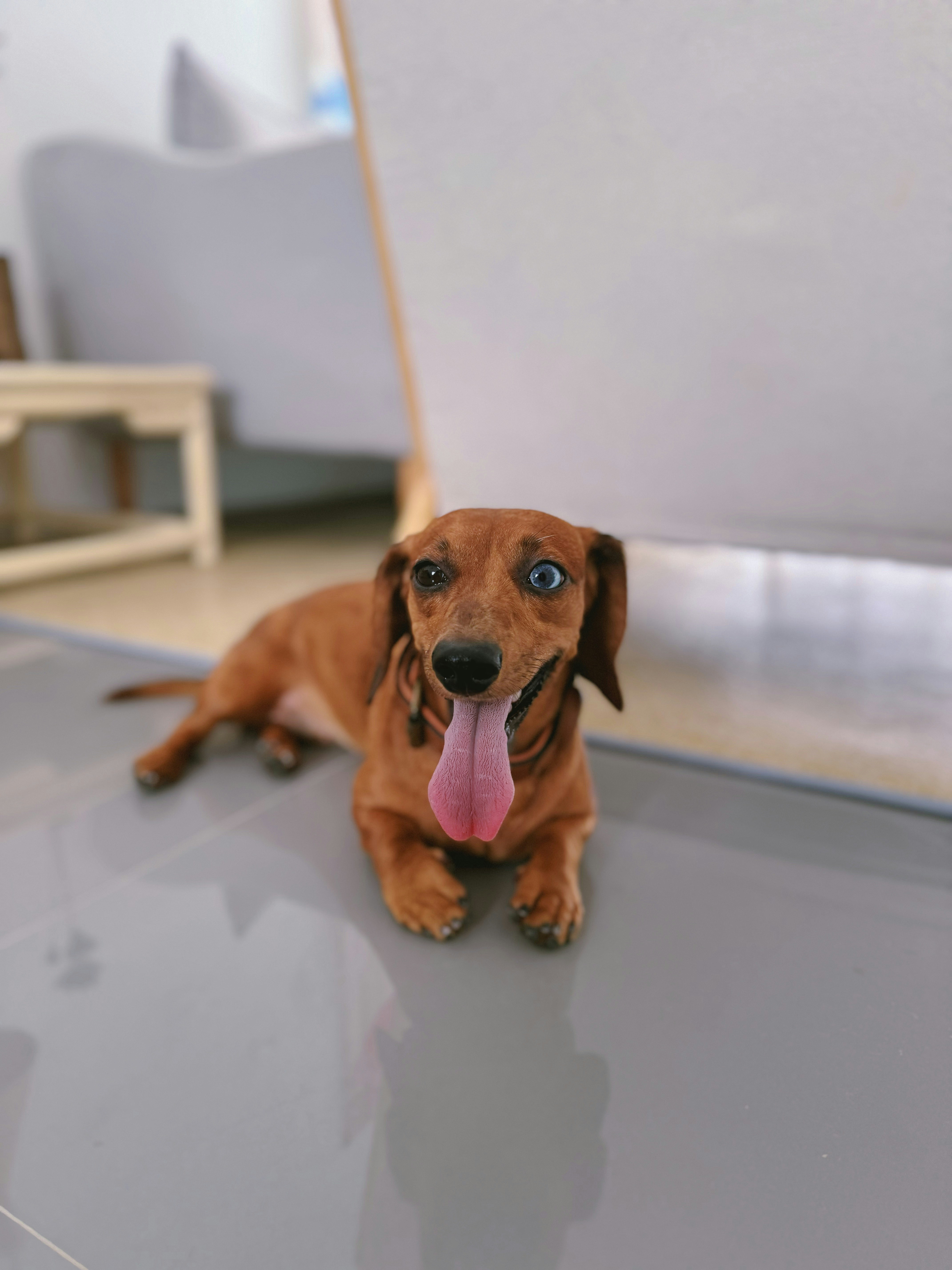 A brown dog laying on the floor with its tongue hanging out photo ...