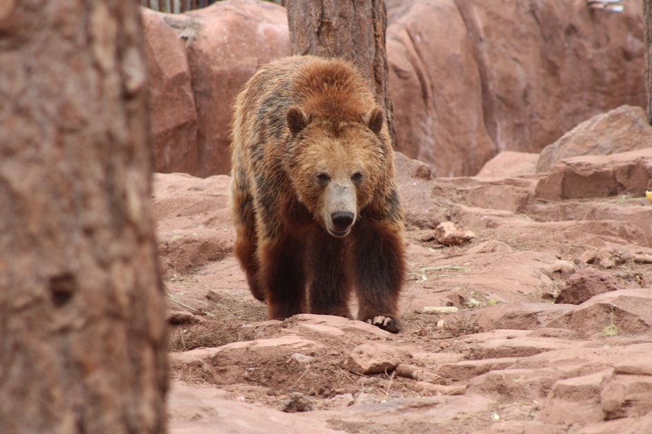 Black bear in natural habitat in western mountain forest