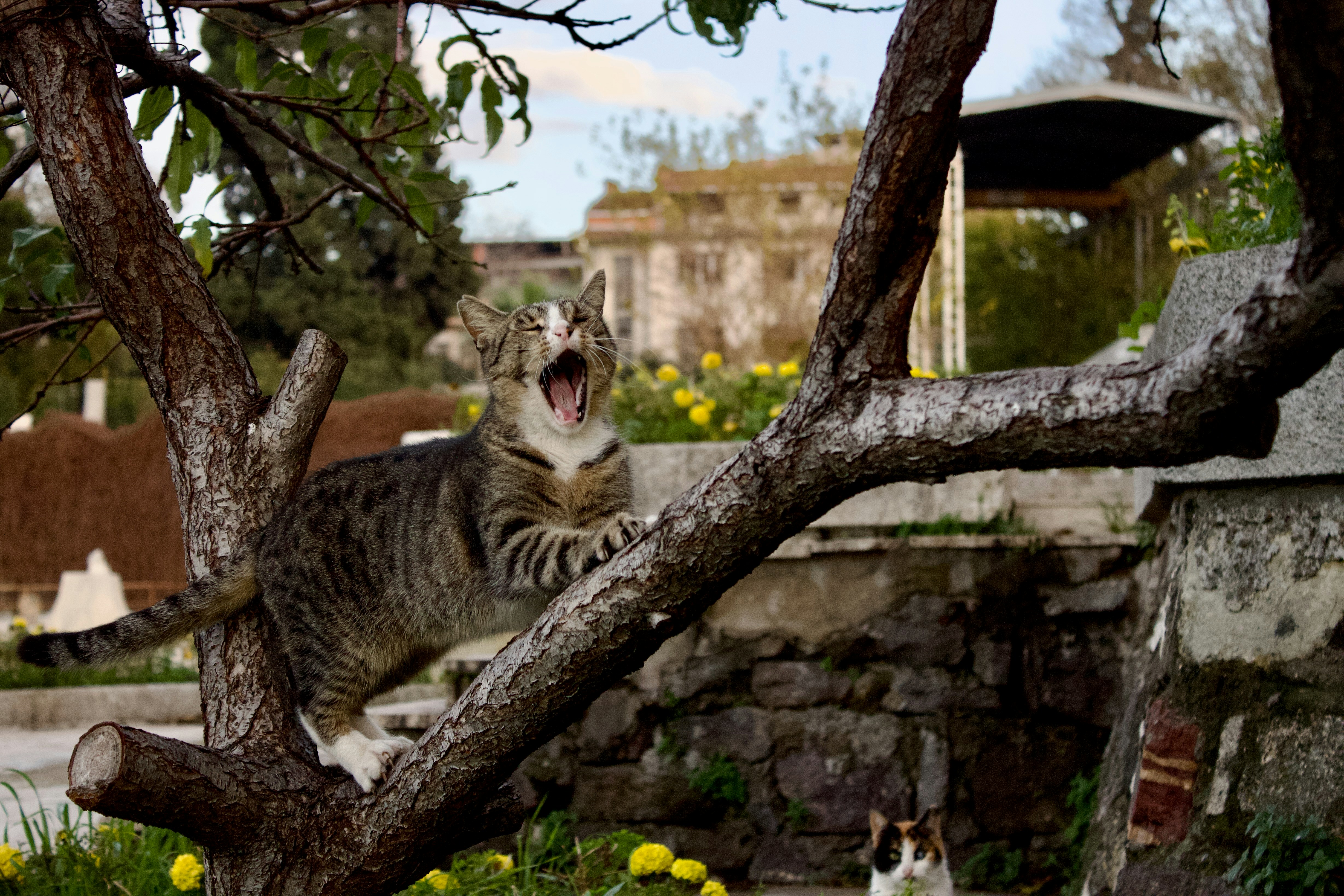 A cat sitting in a tree with its mouth open