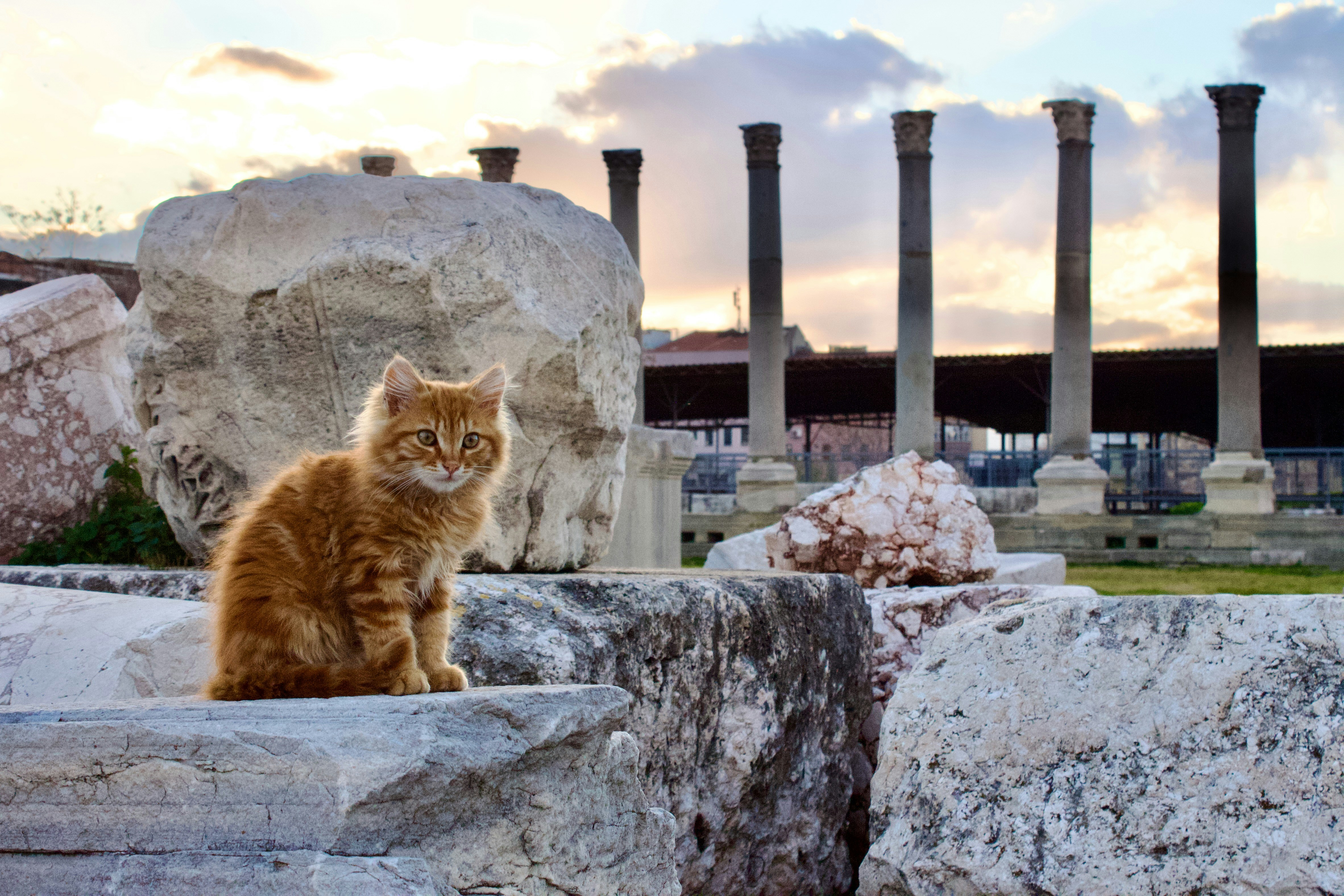 The Ancient Roots of Feline Companionship (image credits: unsplash)