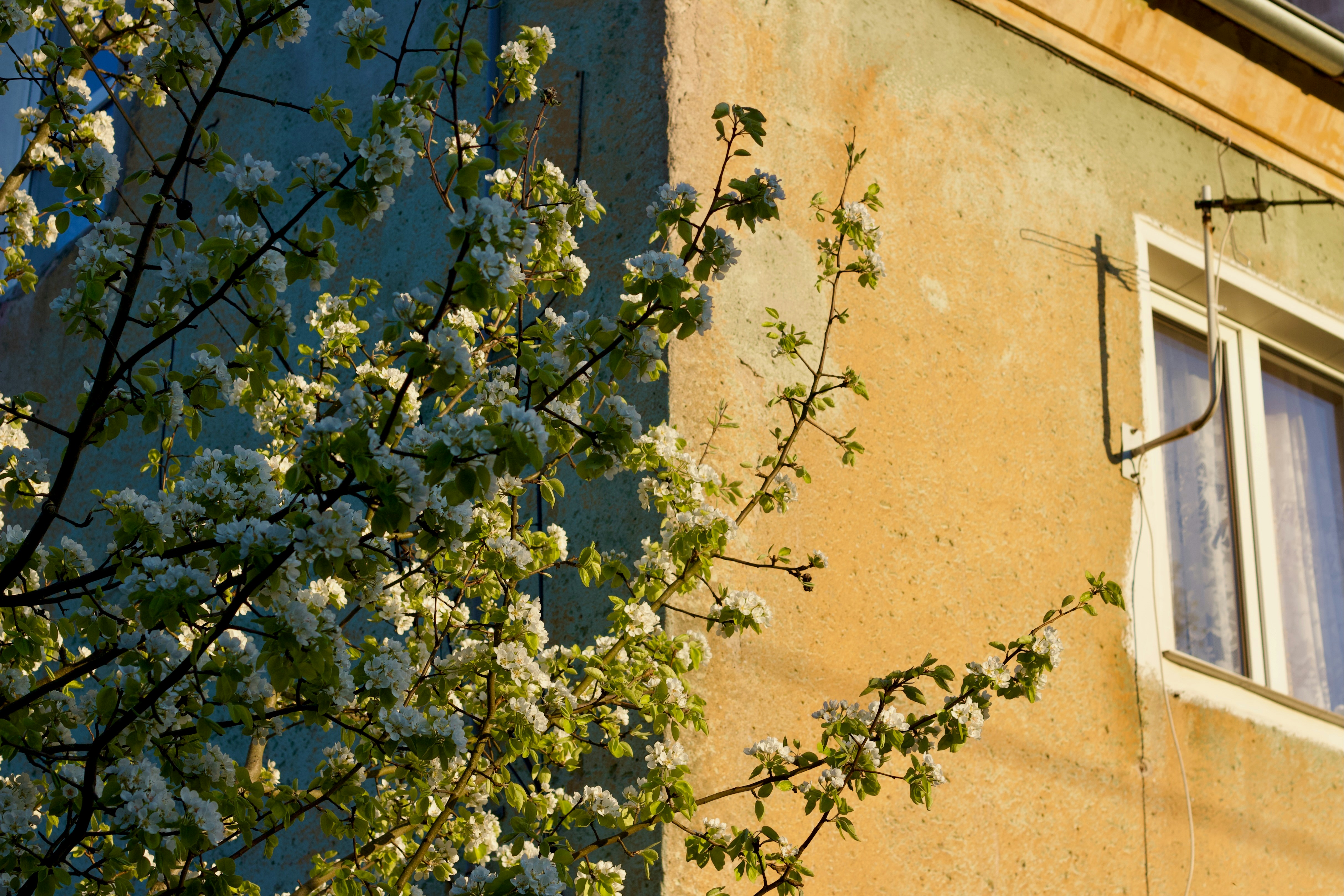 A building with a tree in front of it