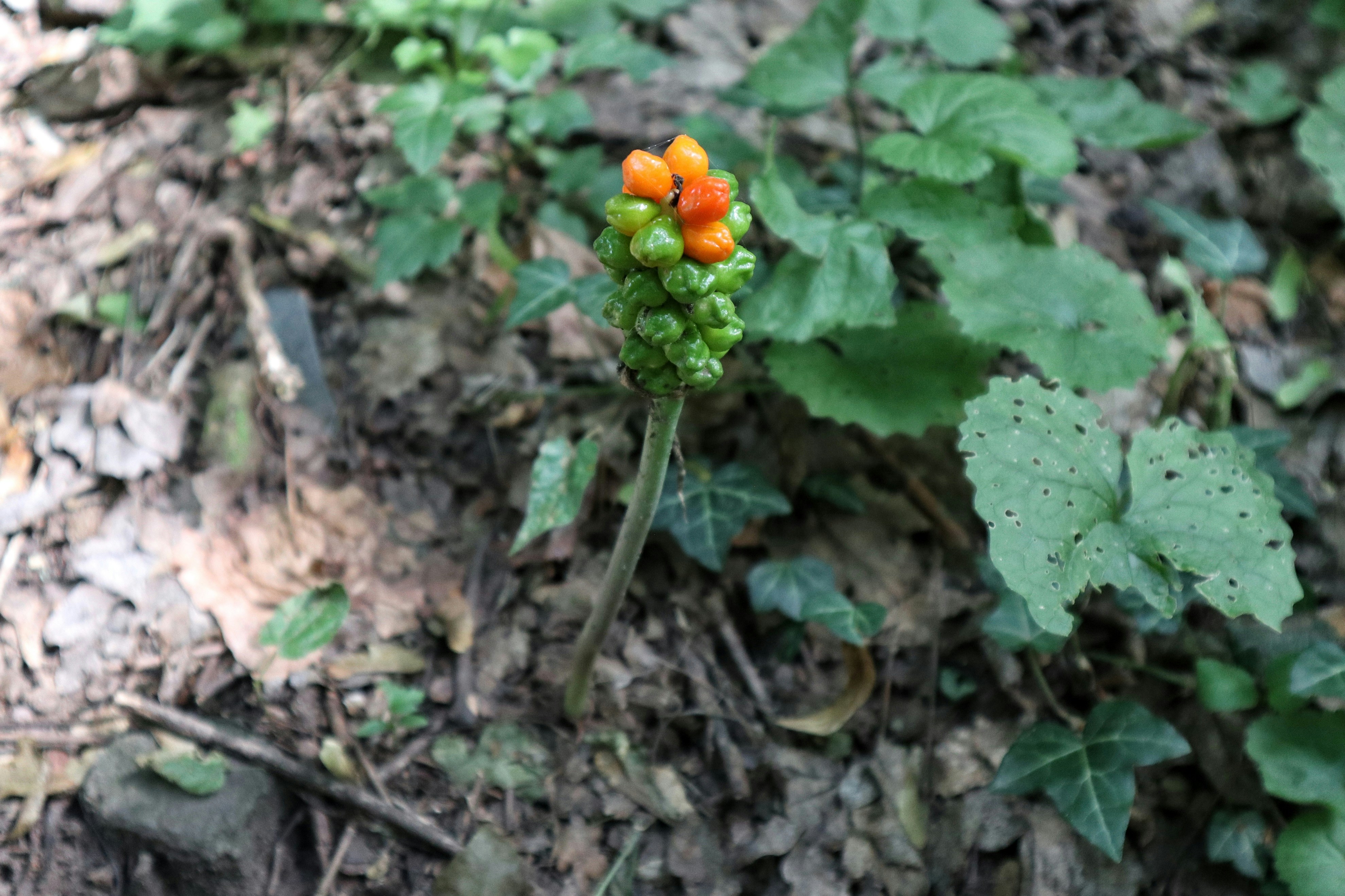 Photo by balint_miko