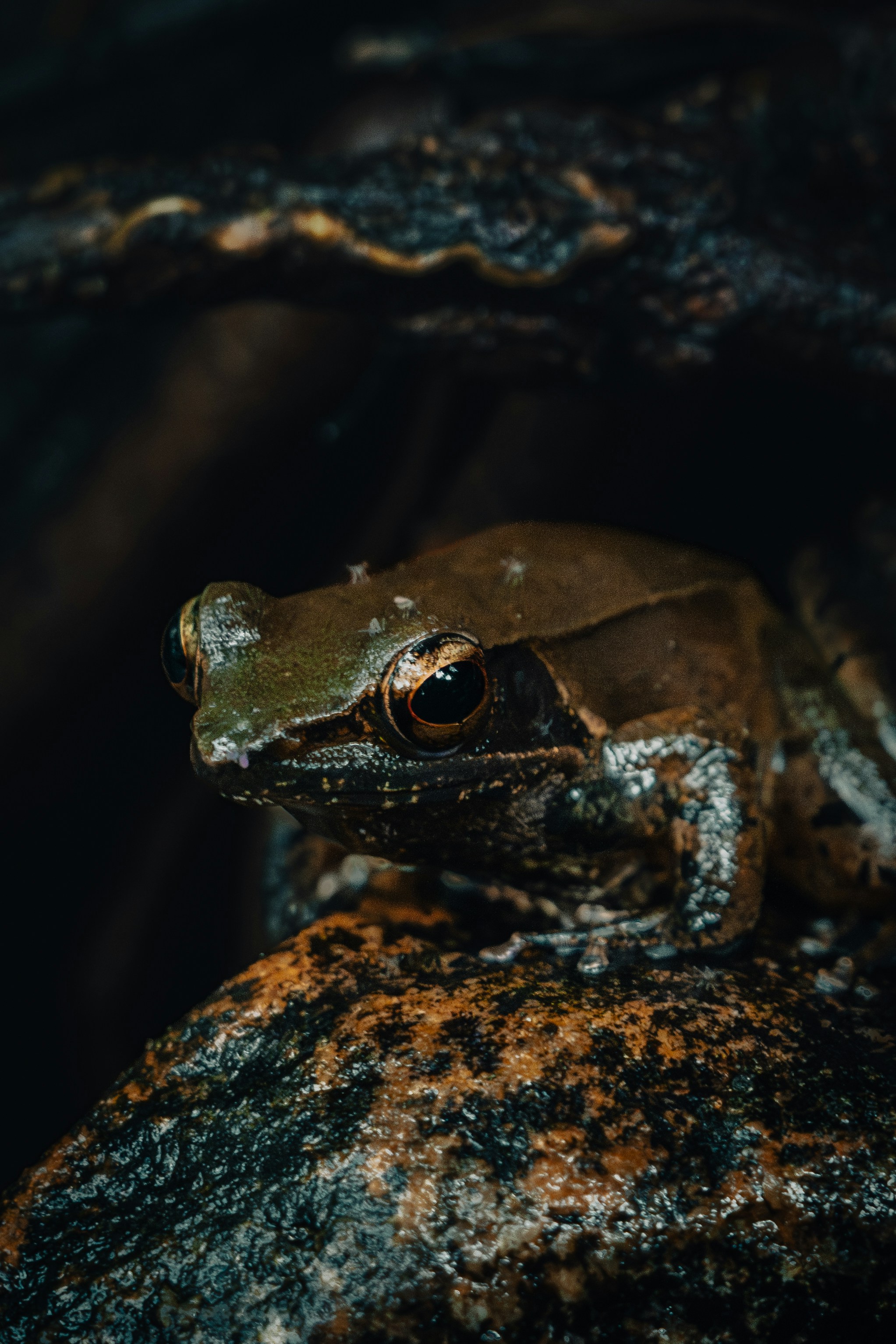 Photo by anupauthsara